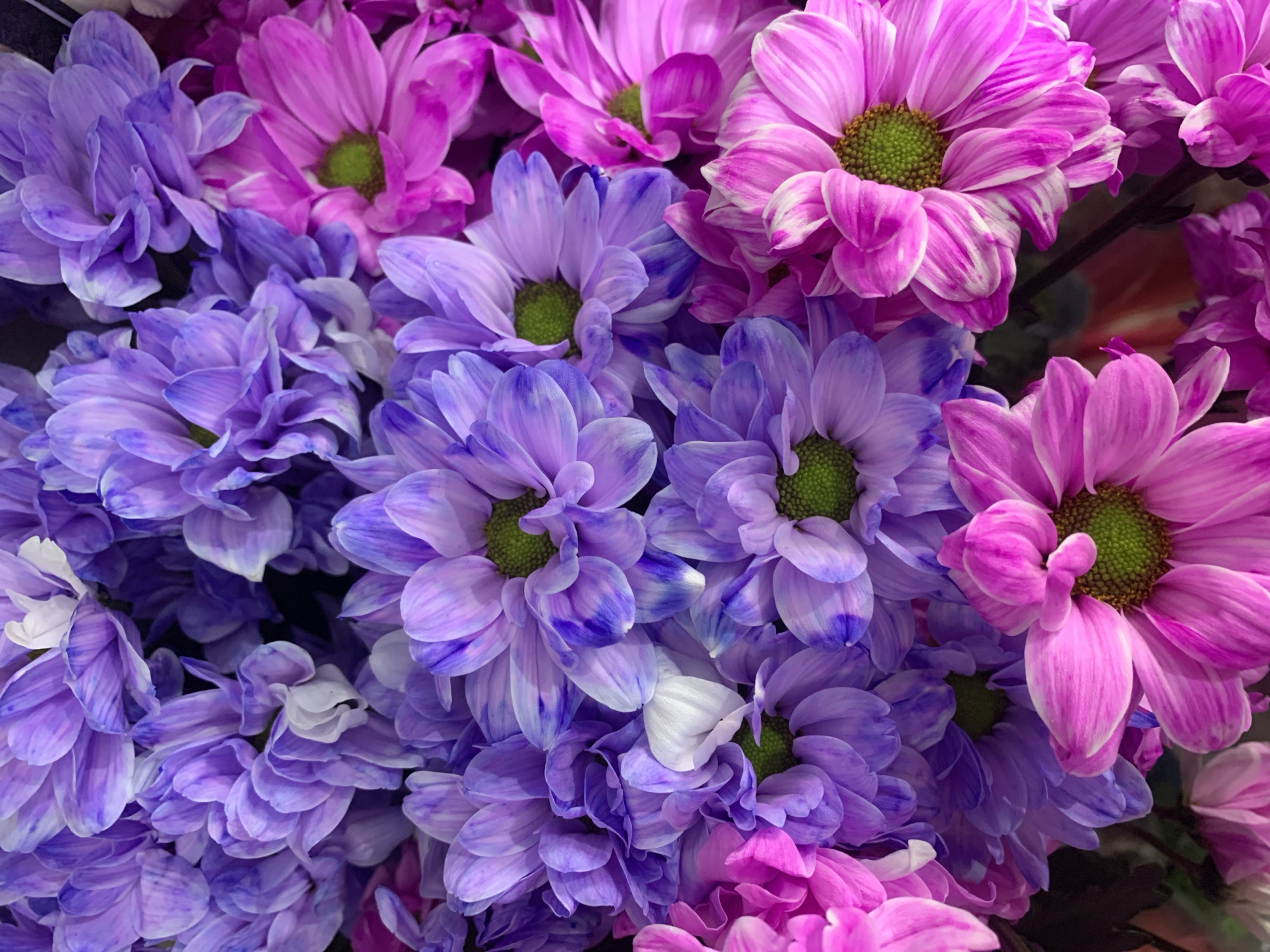 Close-up florals: pink chrysanthemums and purple lisianthus in Sumy