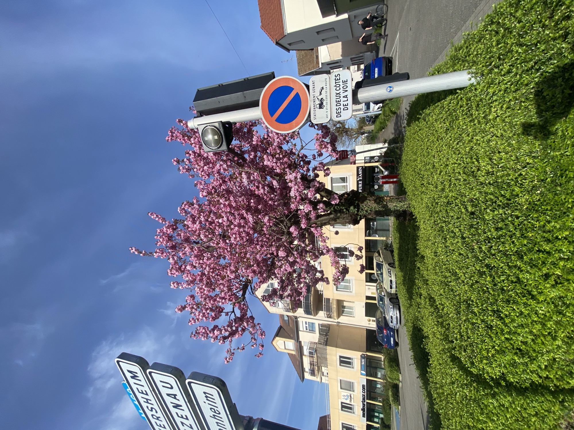 Spring blossoms and canal views documented in Hœnheim, France