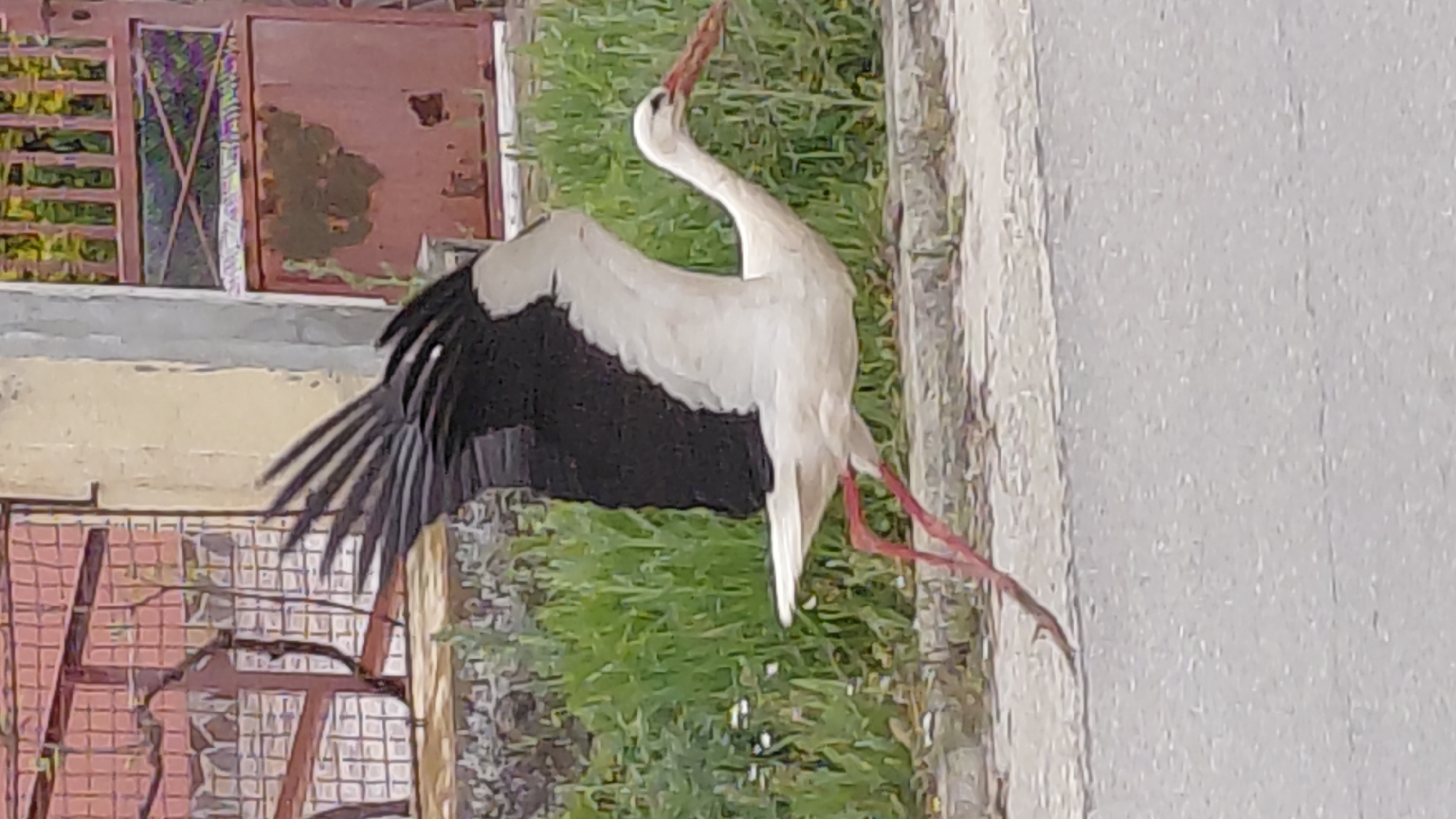 Urban wildlife and infrastructure documented across city area