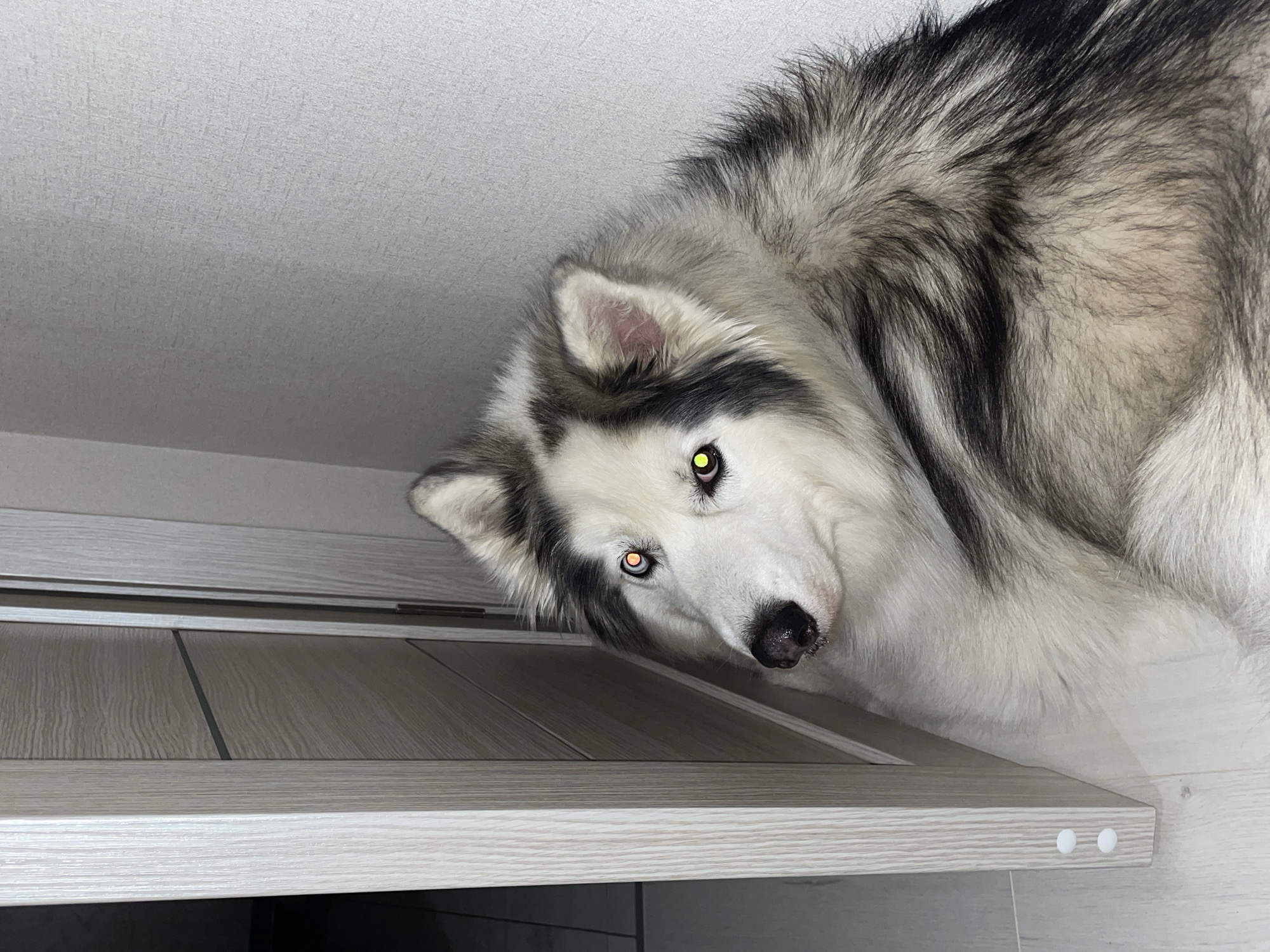 Husky dog spotted resting on wooden desk in Pervomaysky