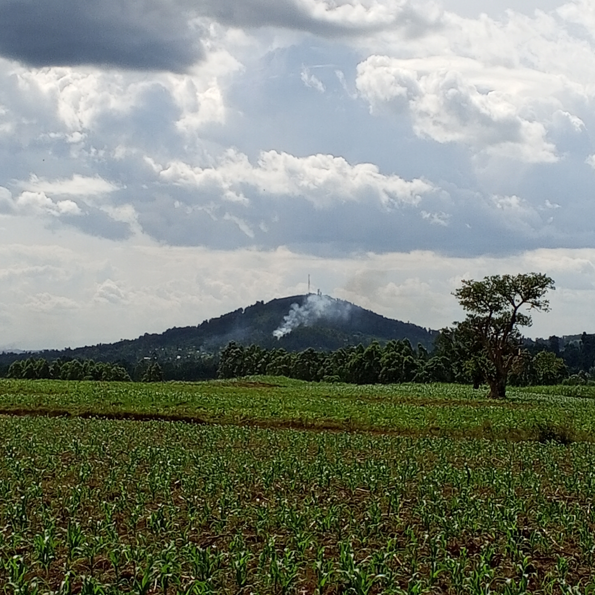 Young crops growing in neat rows in rural Kenya