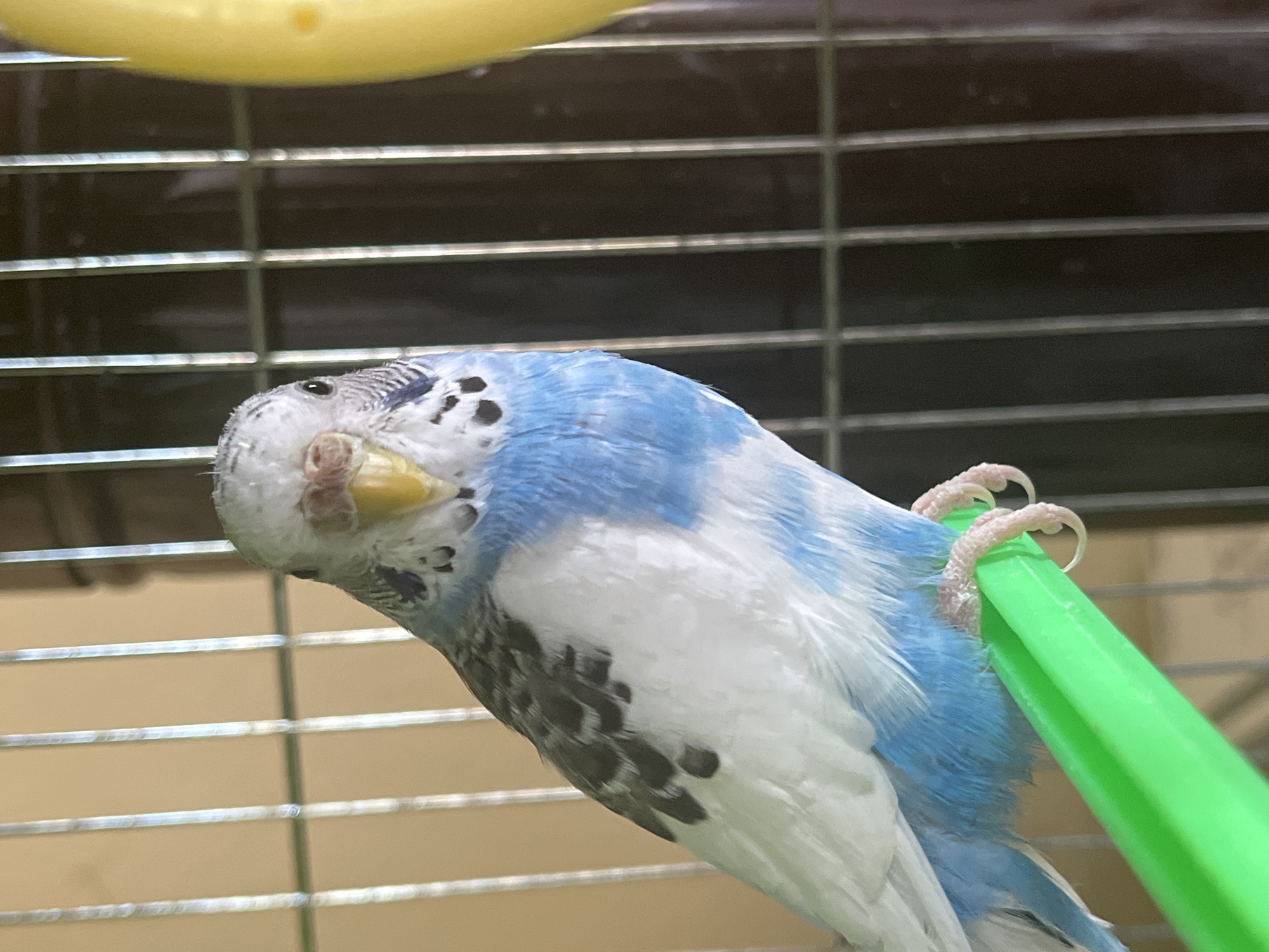 Budgerigars observed in cage in Shumen, Bulgaria