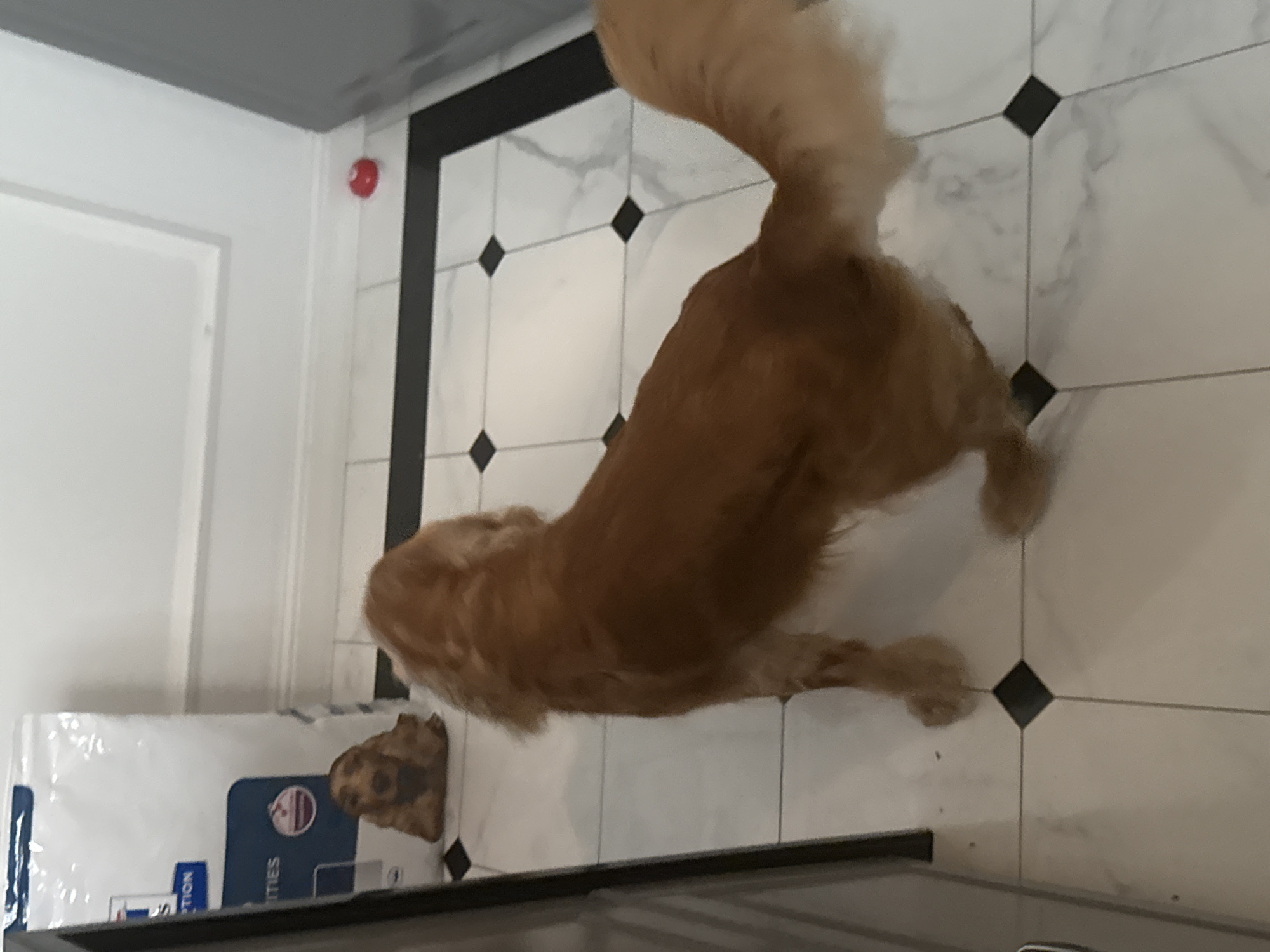 Cocker spaniel relaxing around a modern tiled home interior