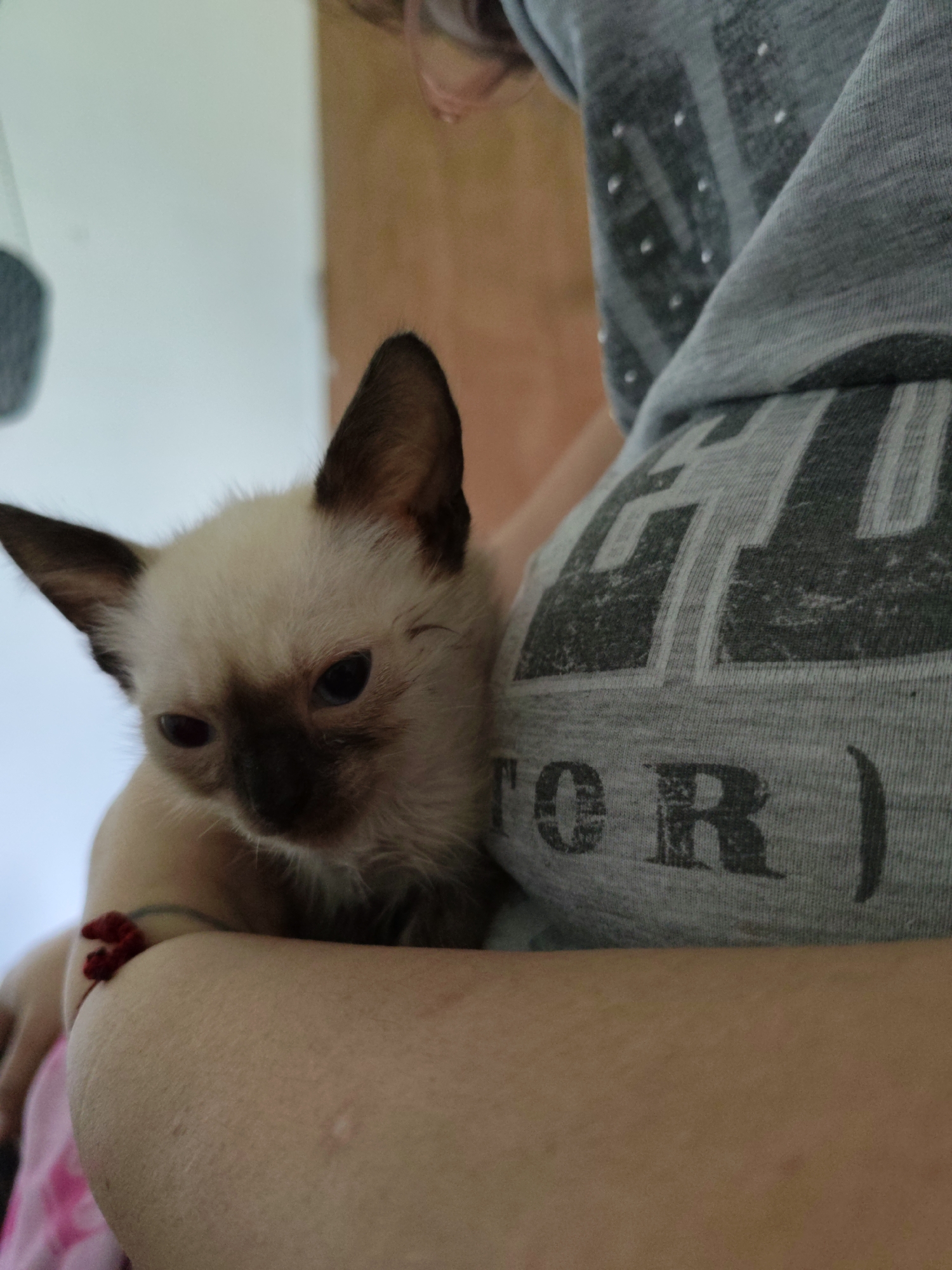 Blue-eyed cats photographed at home in Piloncito, Venezuela