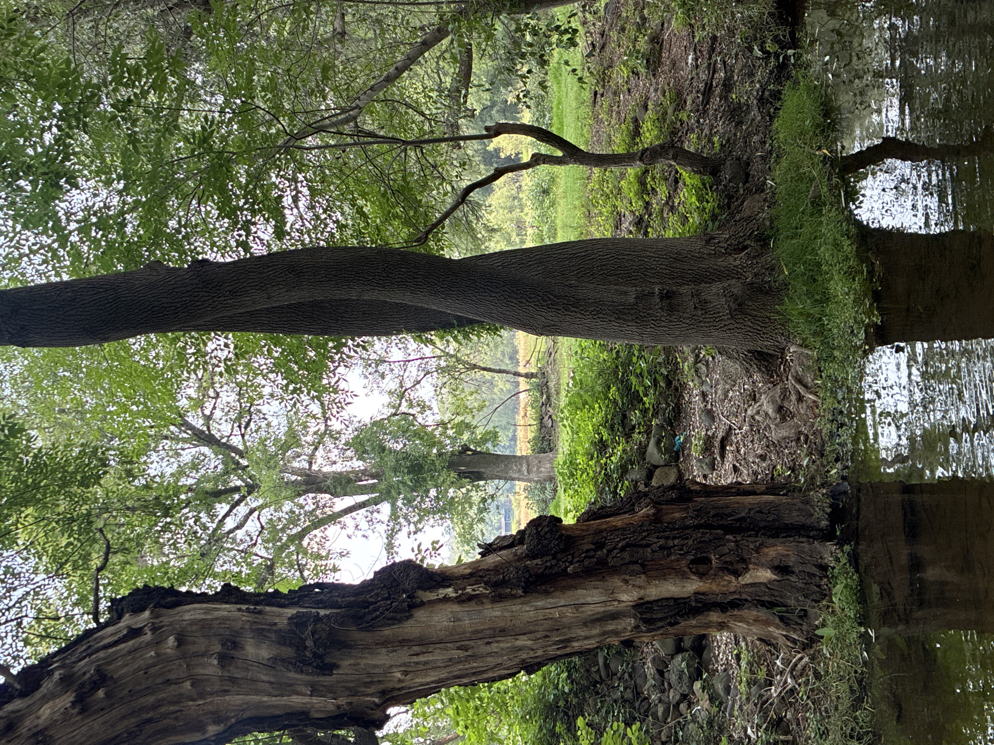 Trees documented along waterway in Santiago Tlautla, Mexico