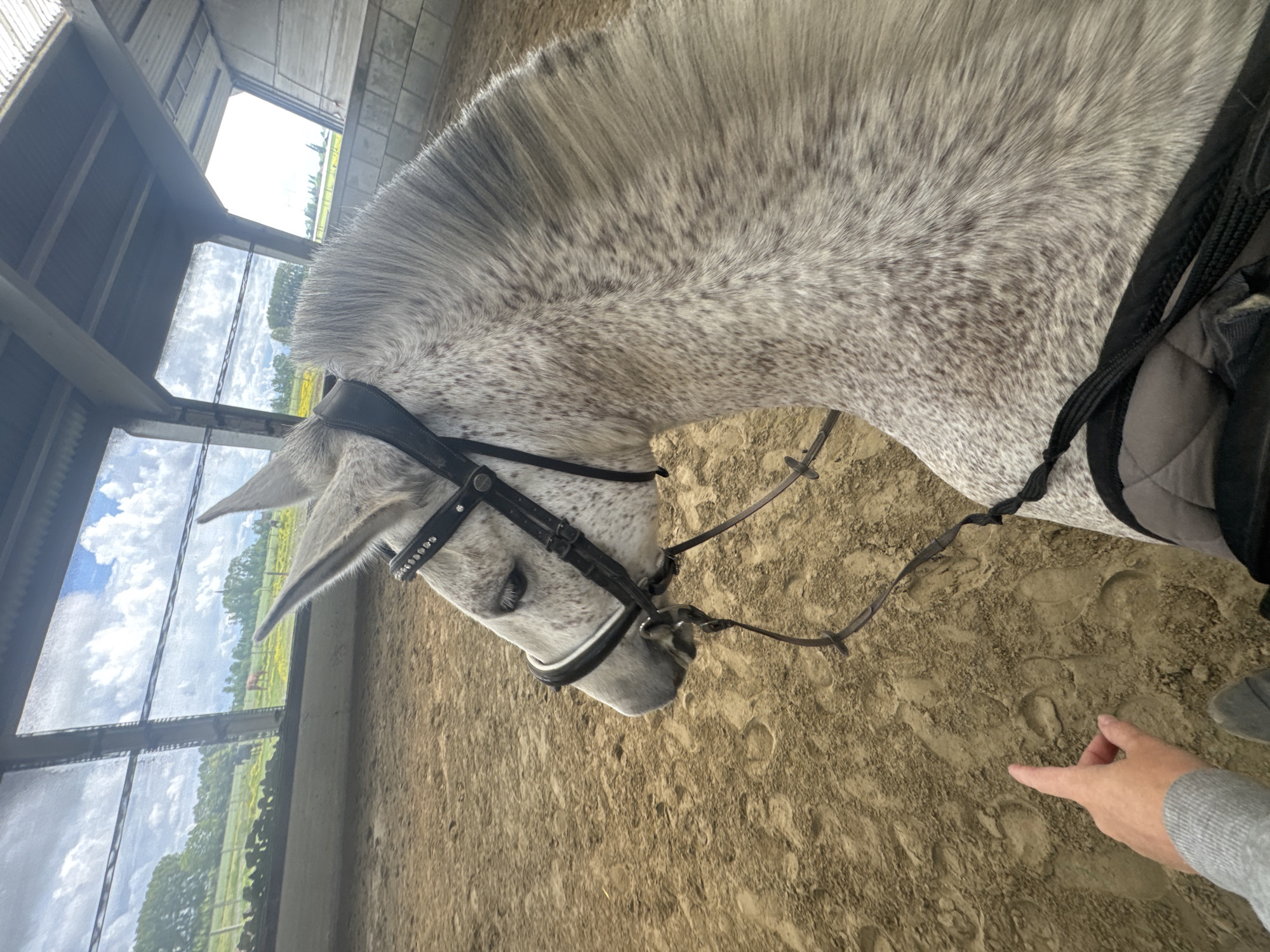 Saddled dapple-grey horse spotted in Belgian riding arena