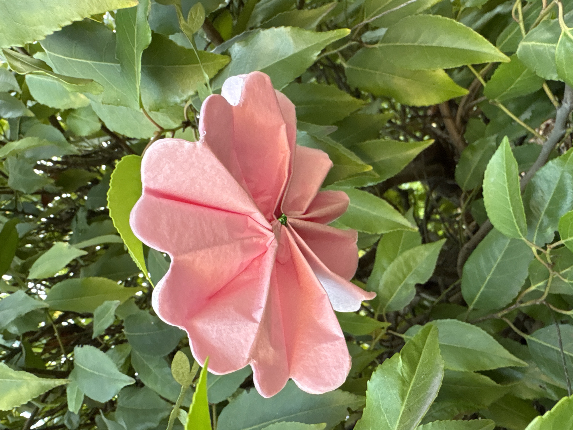 Summer garden details in Chelmsford: flowers and berries up close