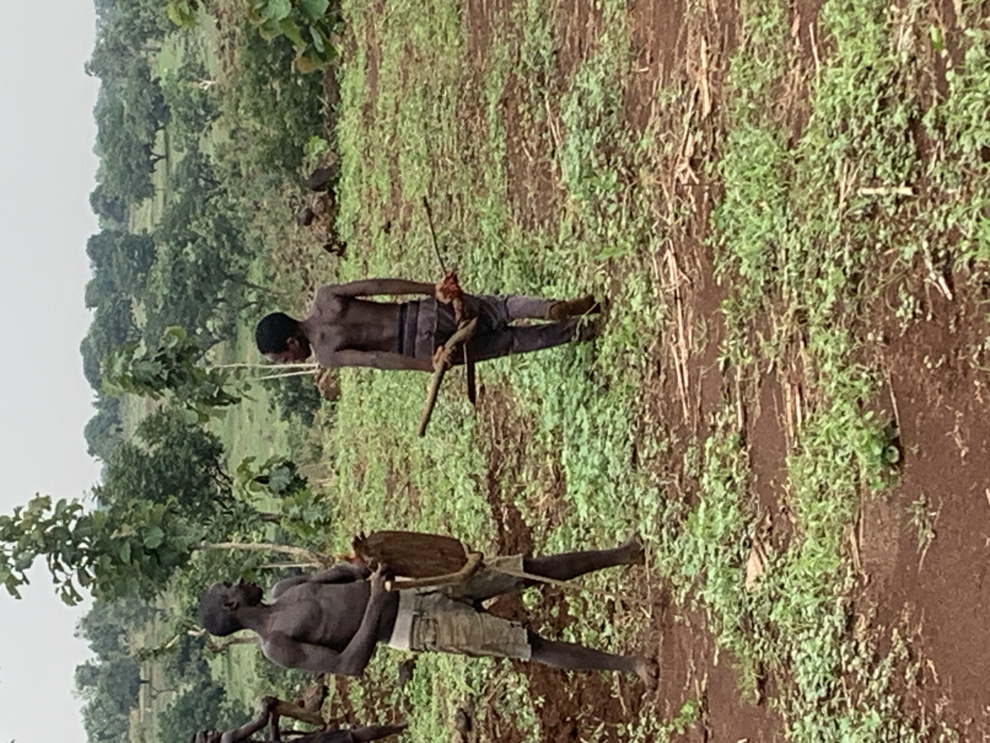 Morning farming activity observed in Agban, Nigeria fields
