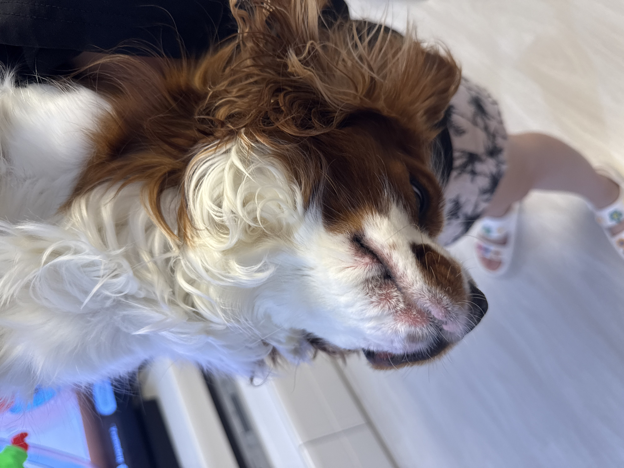 Cavalier King Charles Spaniel's cozy evening at home in Dobrich