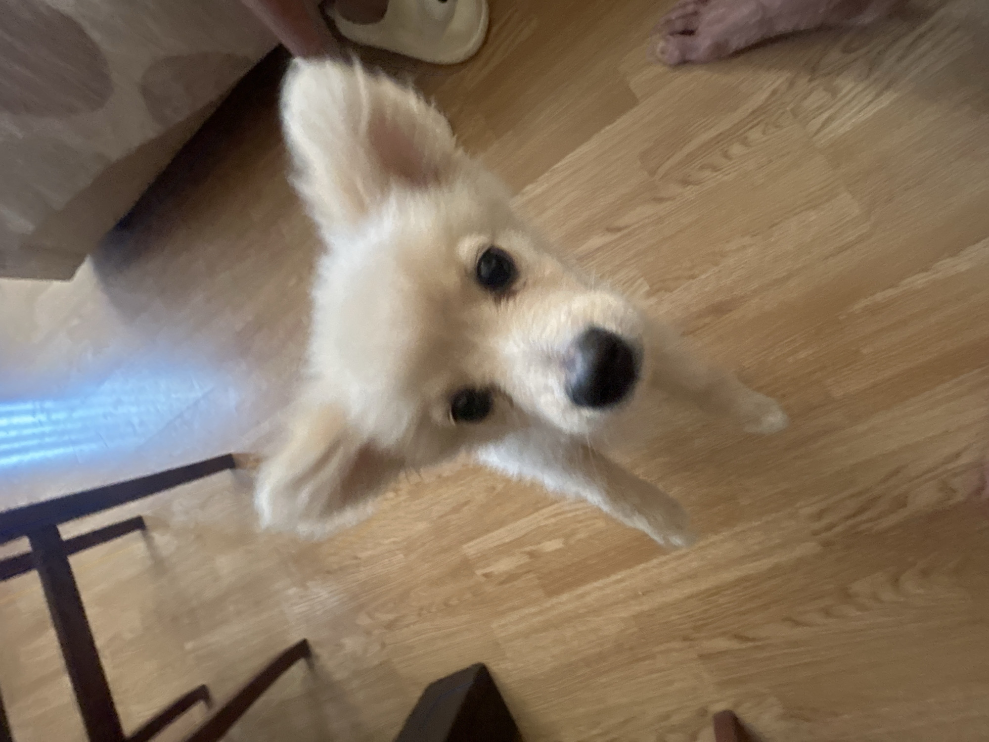 Puppy stands on hind legs on wooden floor in Tankovo