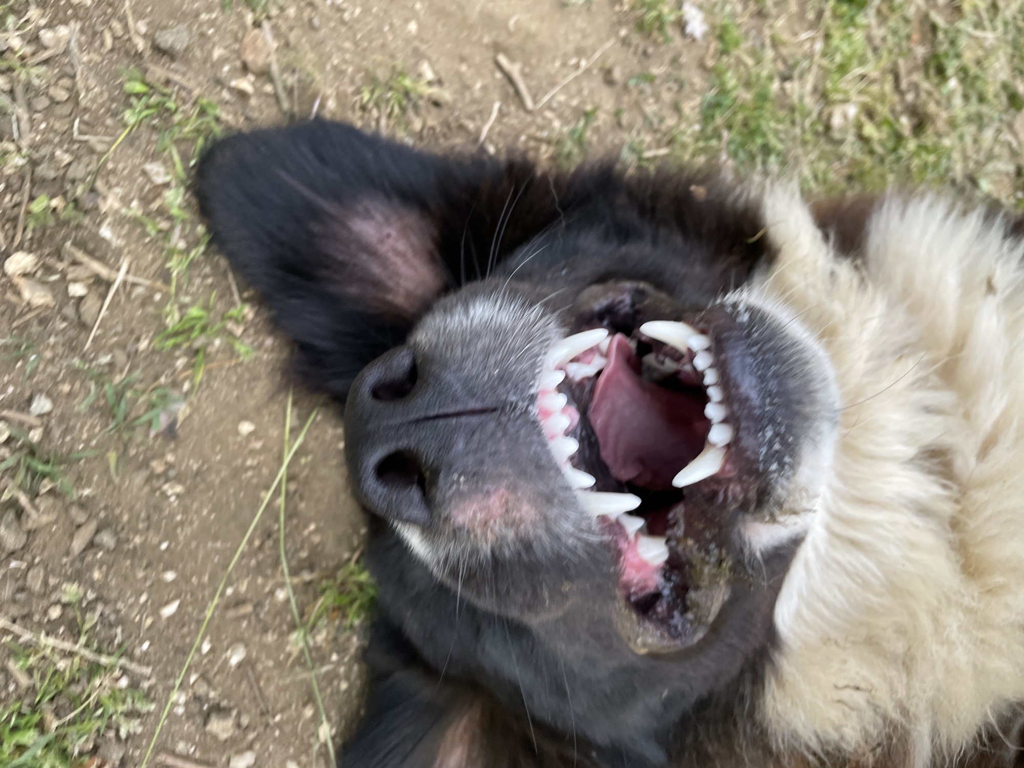 Person spends afternoon with dogs in Bulgarian countryside
