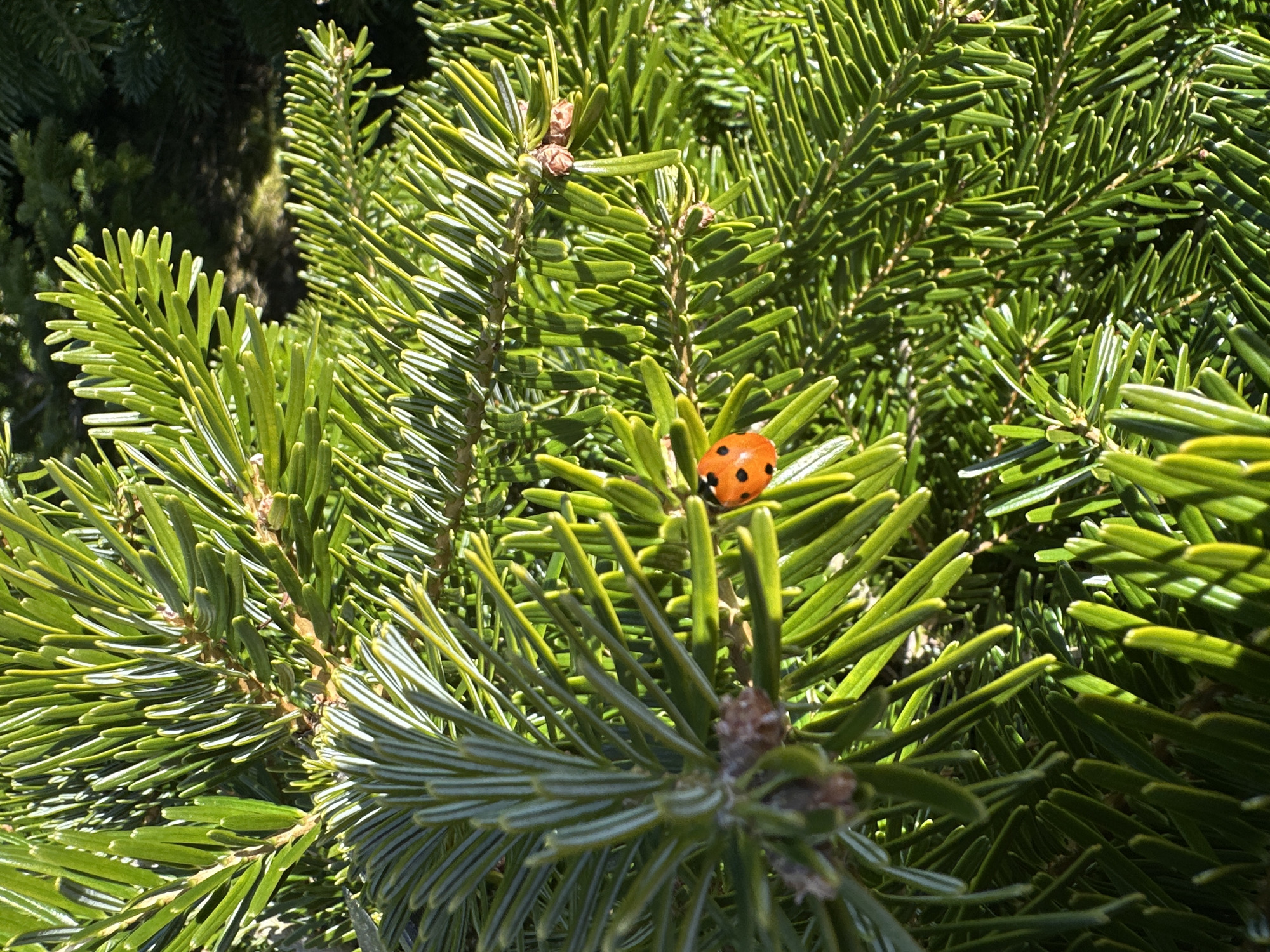 Orange ladybug spotted resting on fir tree in Balhall