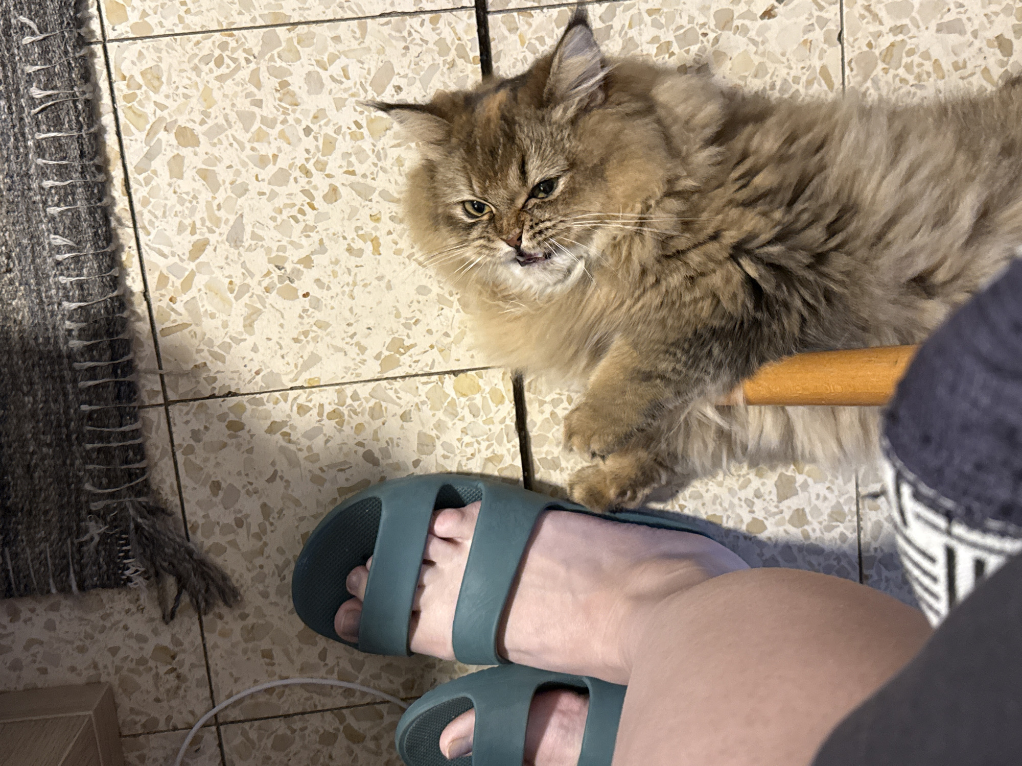 Domestic cat photographed indoors in Petah Tikva home
