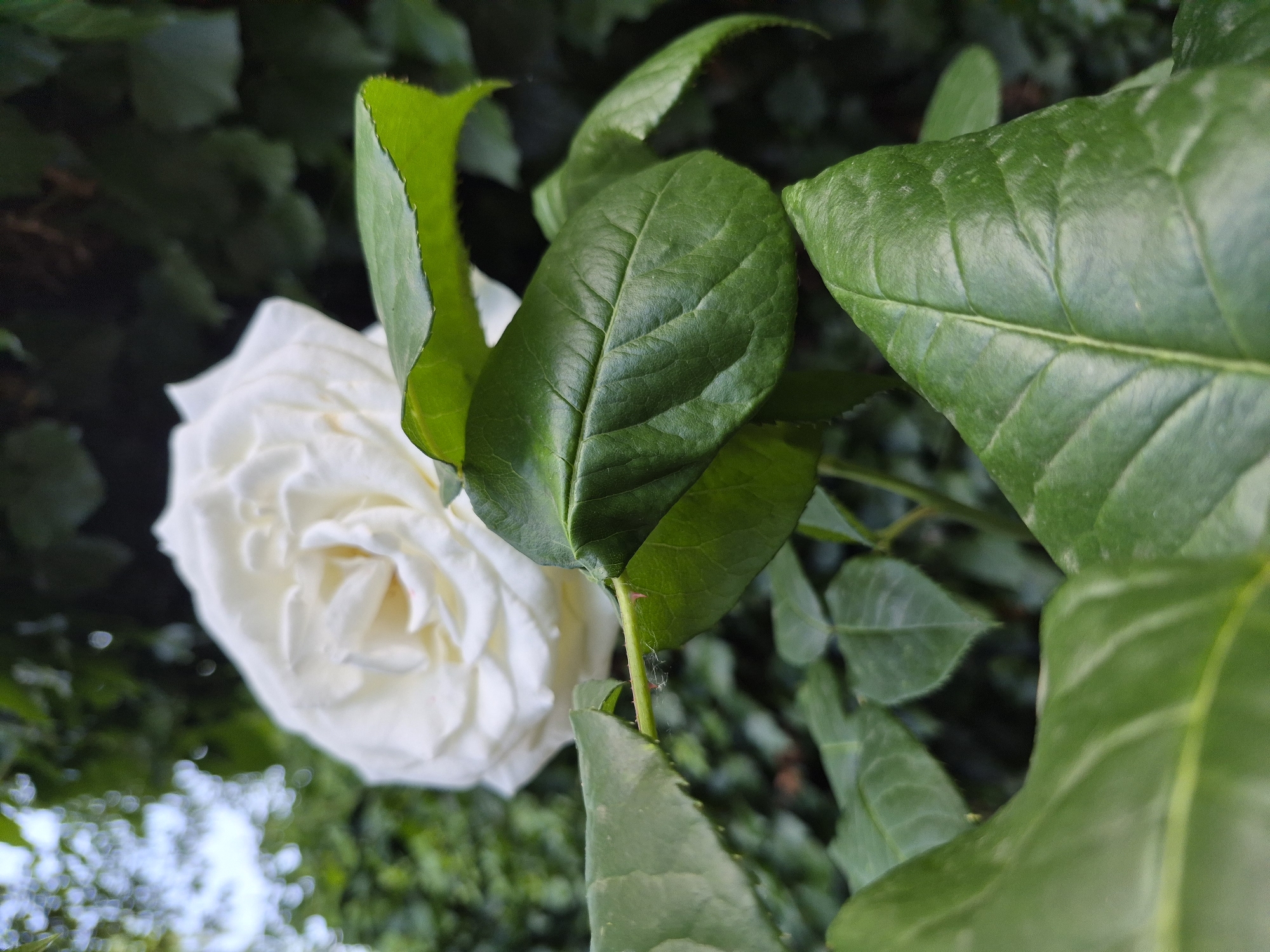 Garden flowers and Scottish Fold cat captured in 28 memories