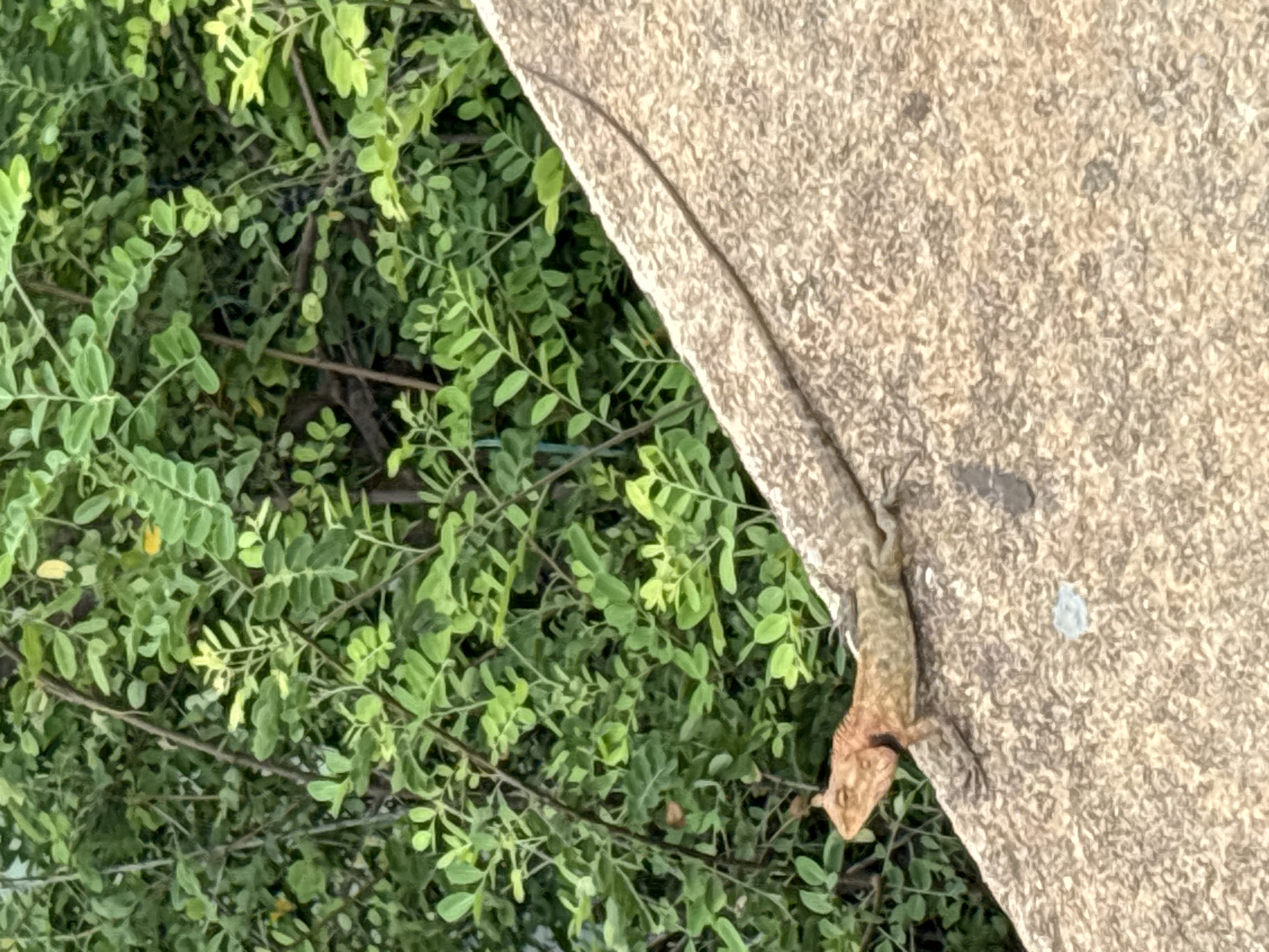 Wildlife and nature documented around Baan Chaweng waterfront Thailand