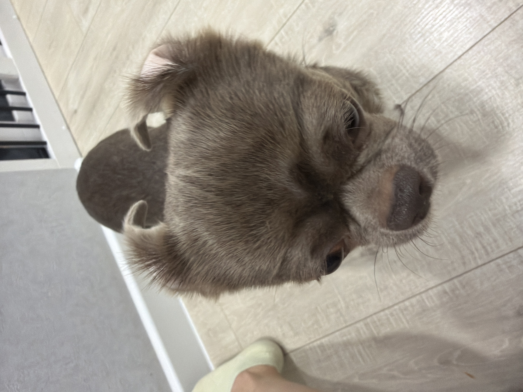 Family playtime with toddler, dog documented in Votkinsk home