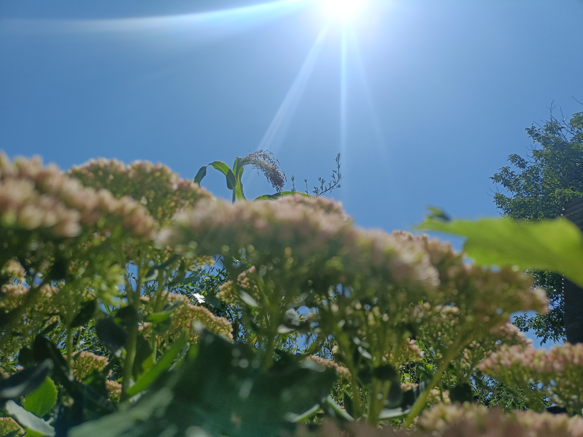 Sunny morning macro exploration of flowers and foliage