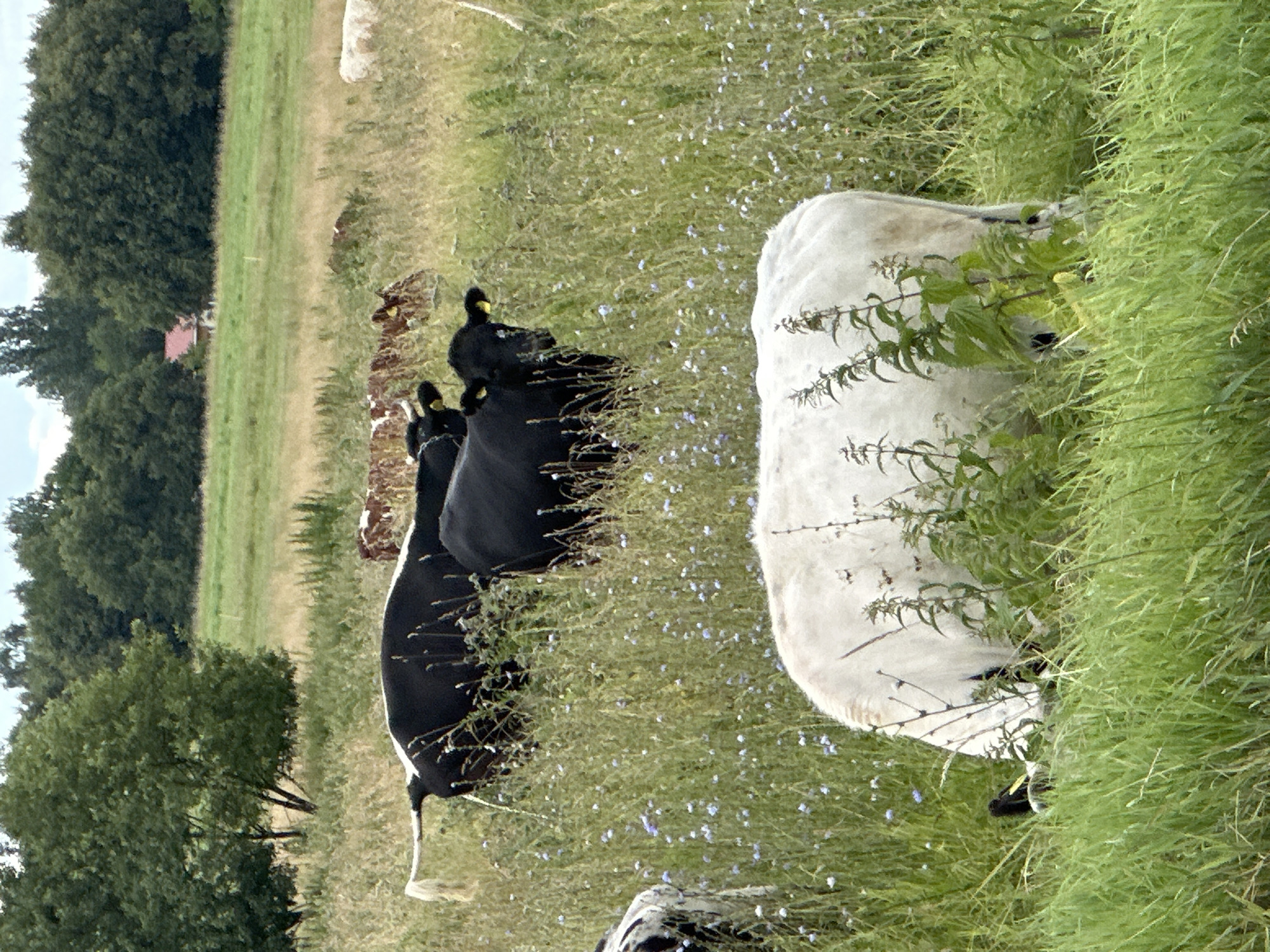 Mixed cattle herd grazing a wildflower field in Dubrovitsy