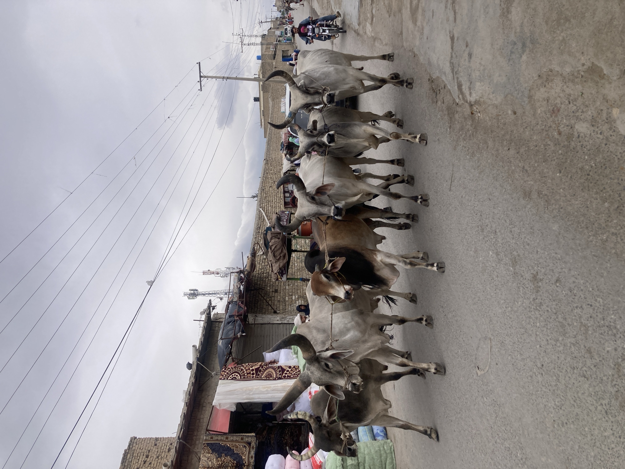 Tethered cattle observed on street in Quetta, Pakistan