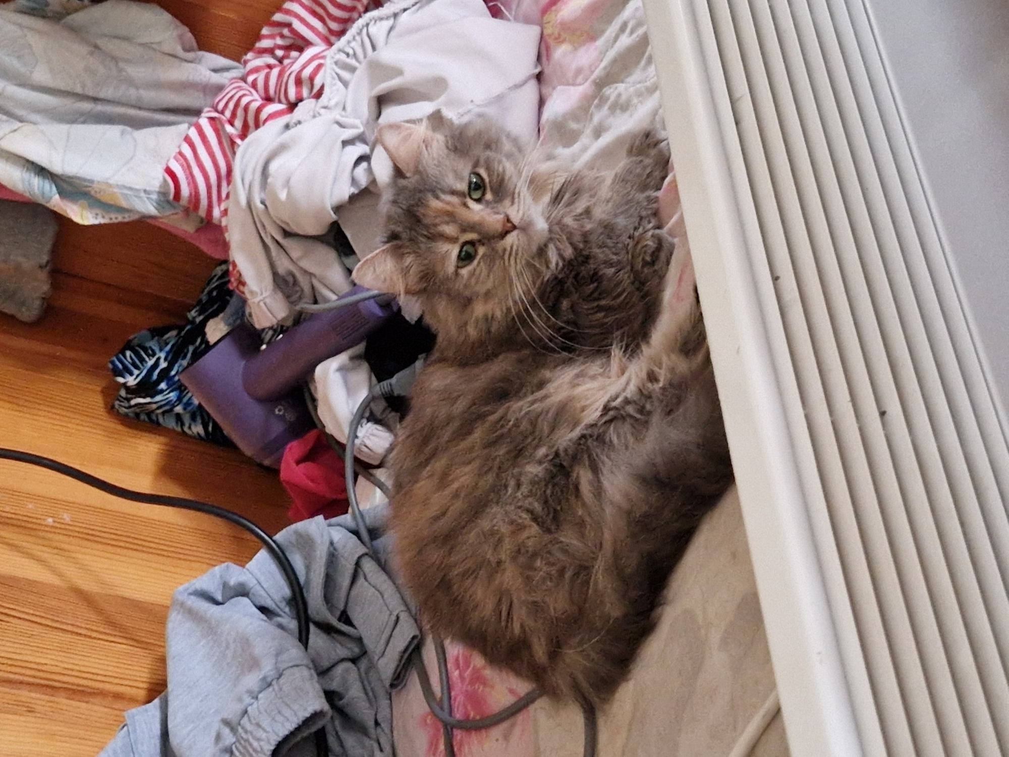 Cat rests among clothes in Bulgarian home interior