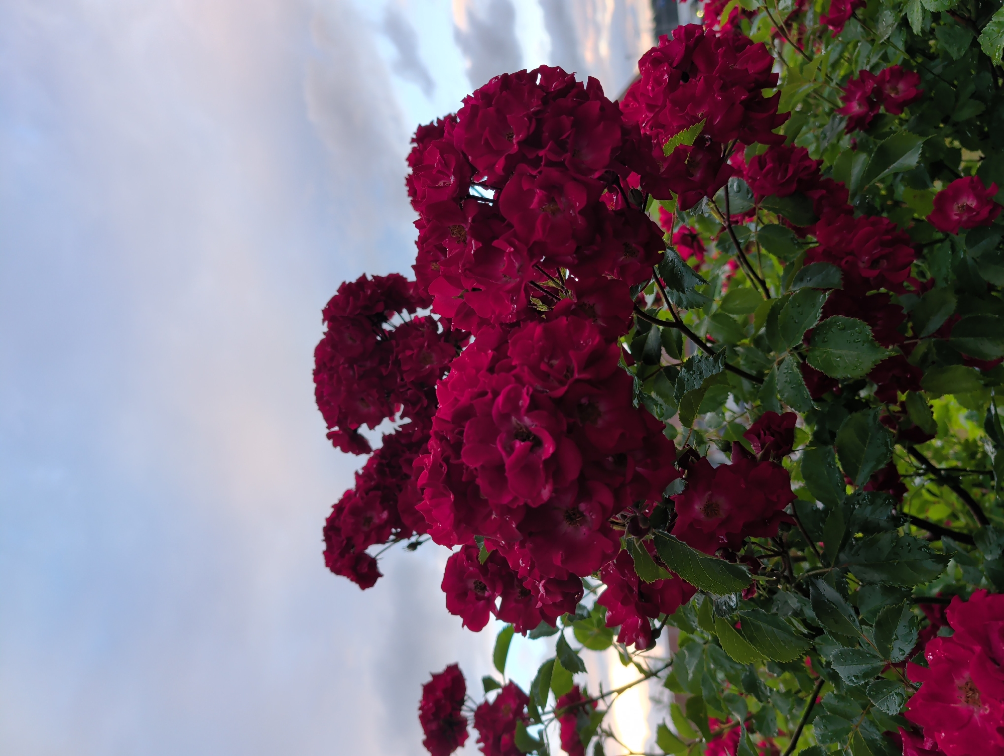 Dark pink roses in full bloom, Nynäshamn, Sweden