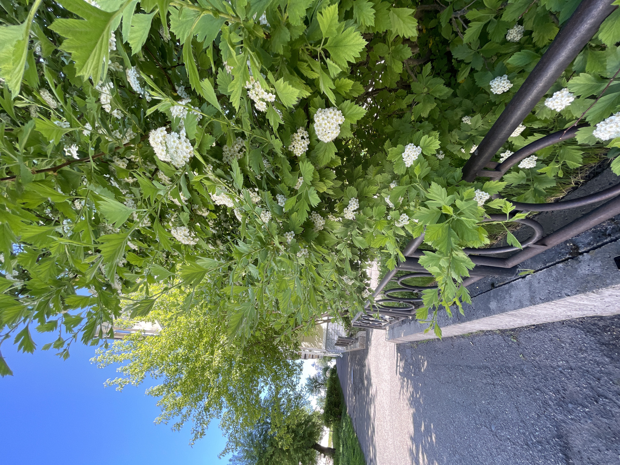 Empty playground and green spaces documented in Zheleznogorsk