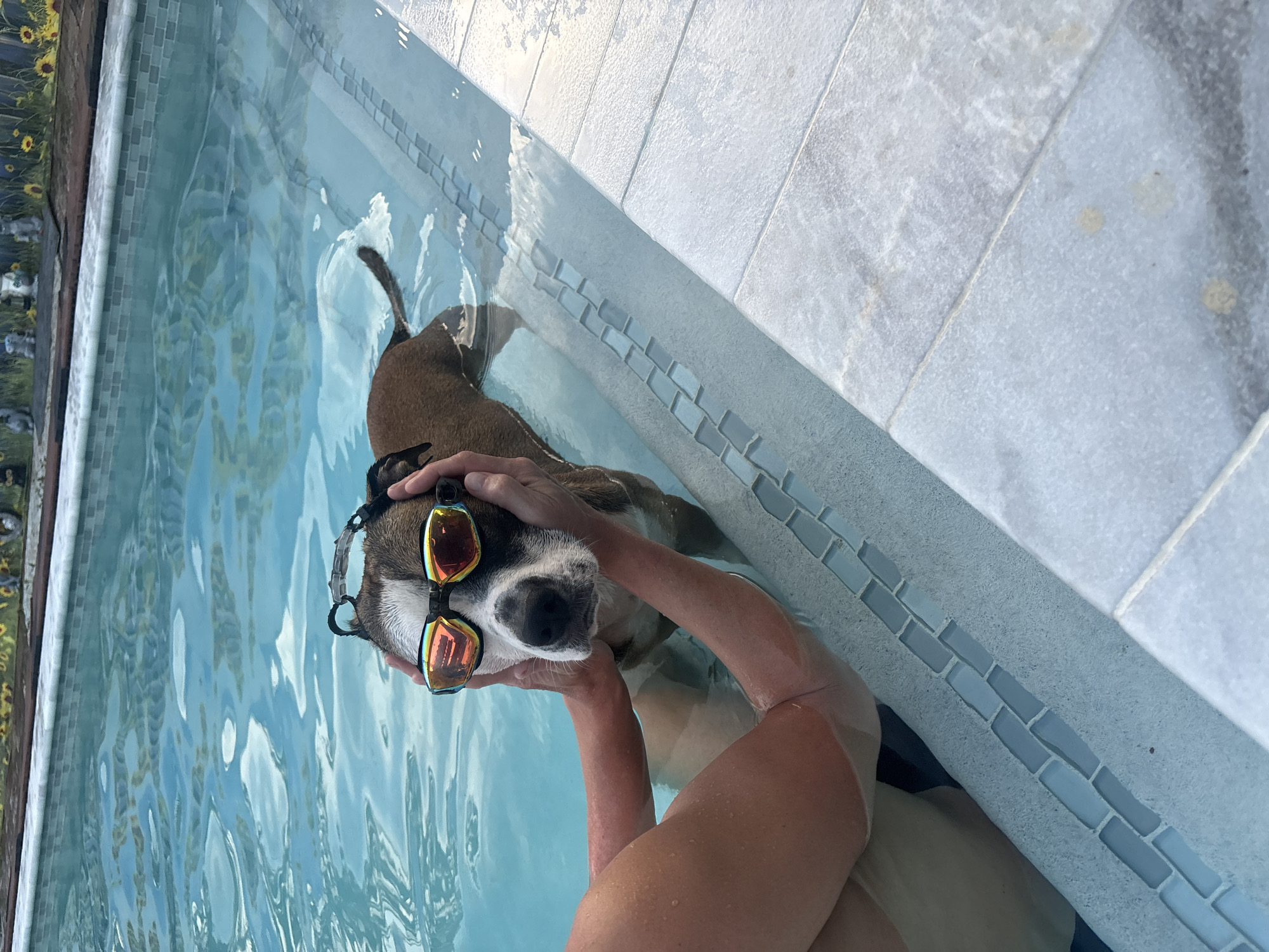 Boxer dog in swim goggles enjoys pool time in Hollywood