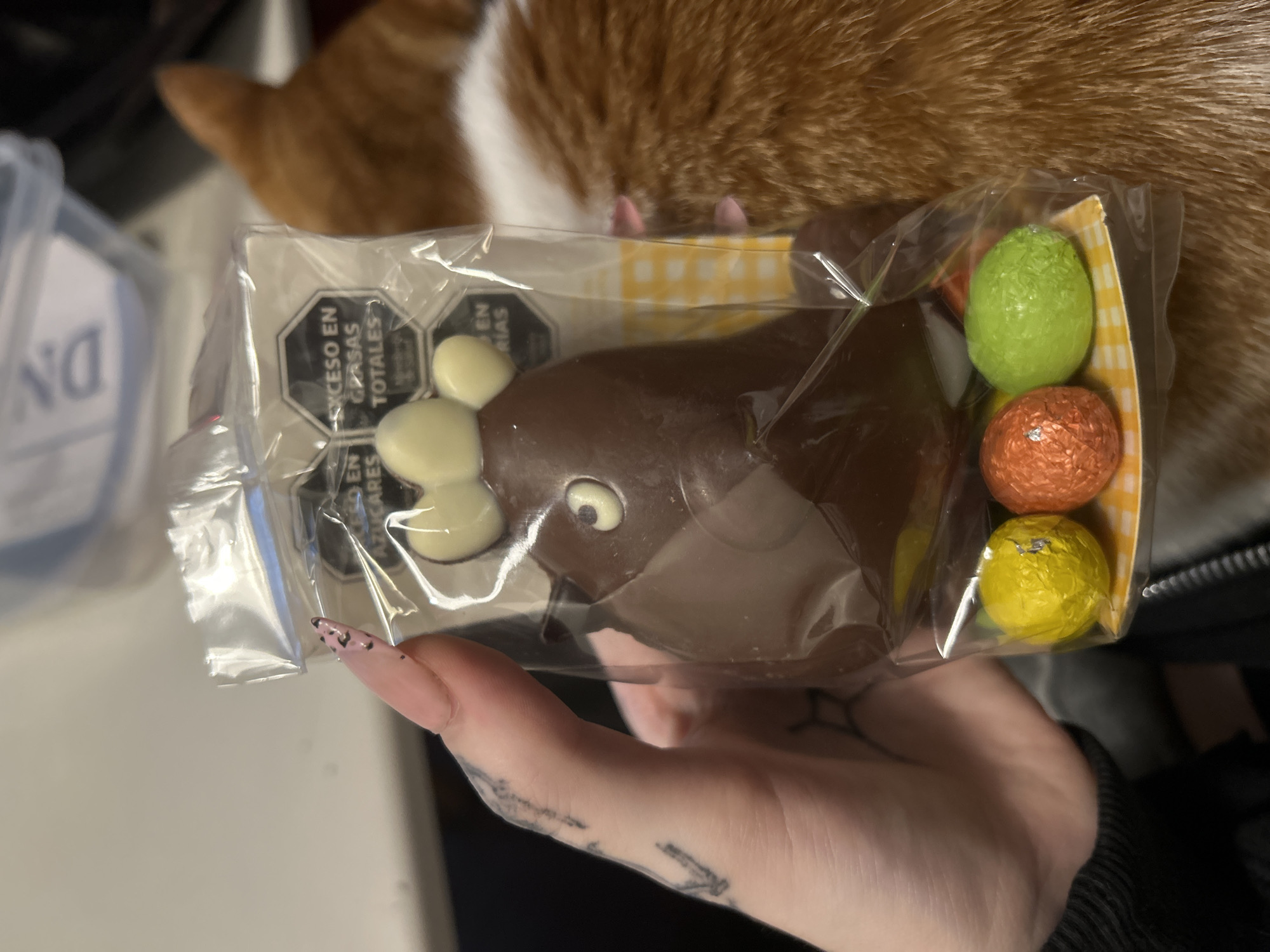 Person shares chocolate treats with curious cat in Buenos Aires