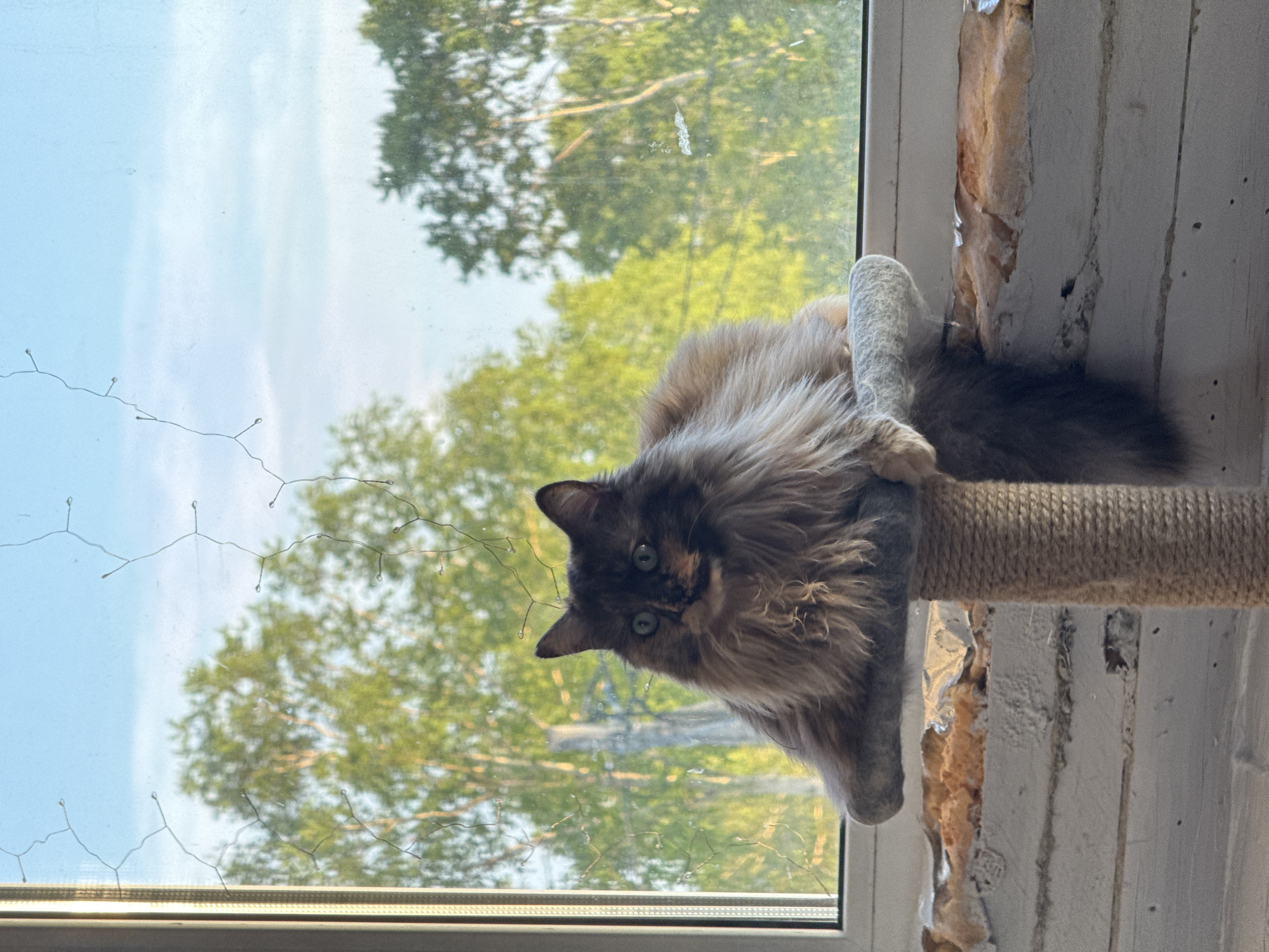 Tortoiseshell cat surveys the view from a window perch