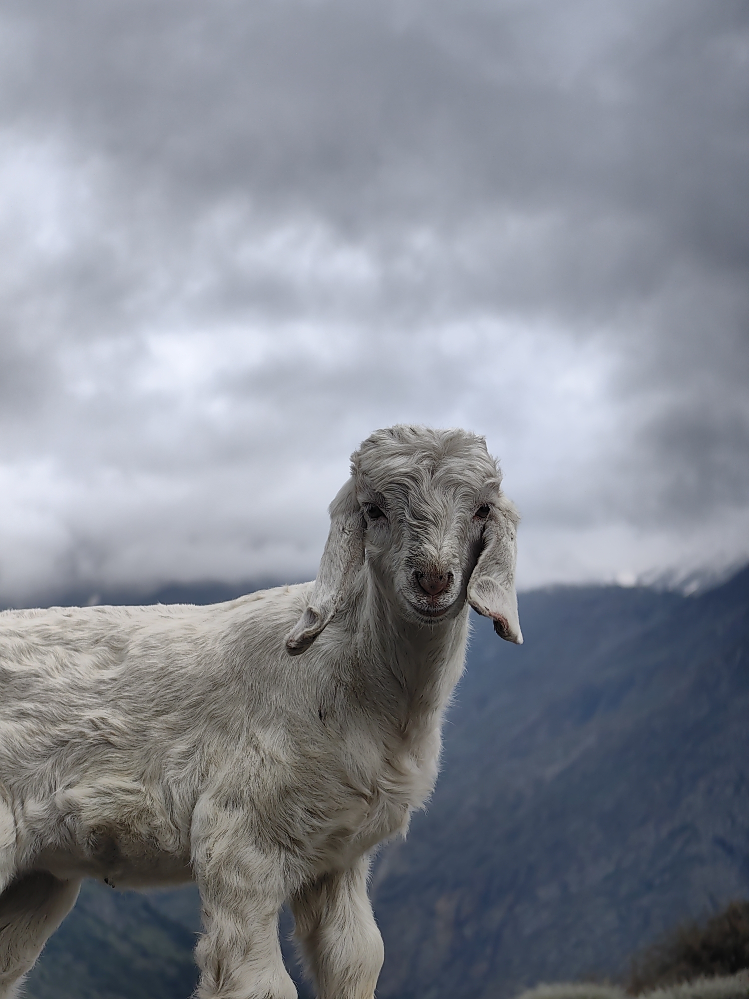 Playful goat steals the show on a cloudy day in Gondhla