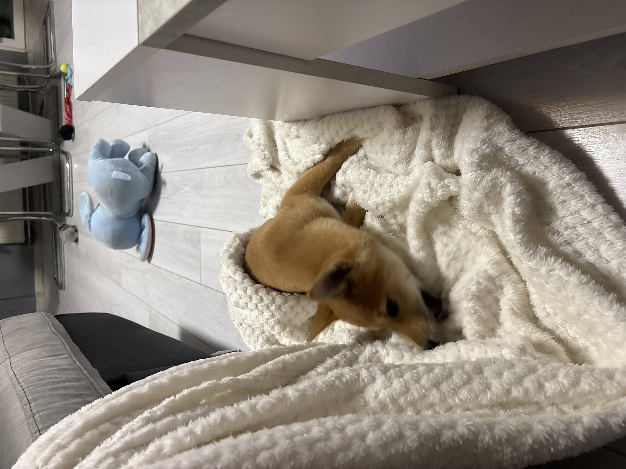 Shiba Inu puppy rests on couch in Bulgarian home