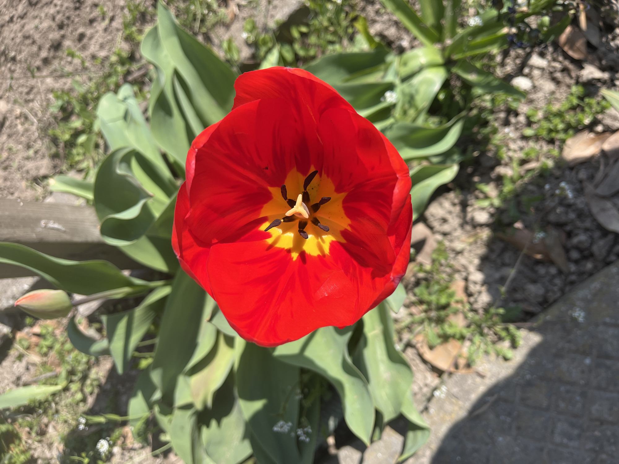 Red tulip in full bloom documented in Panicheri, Bulgaria
