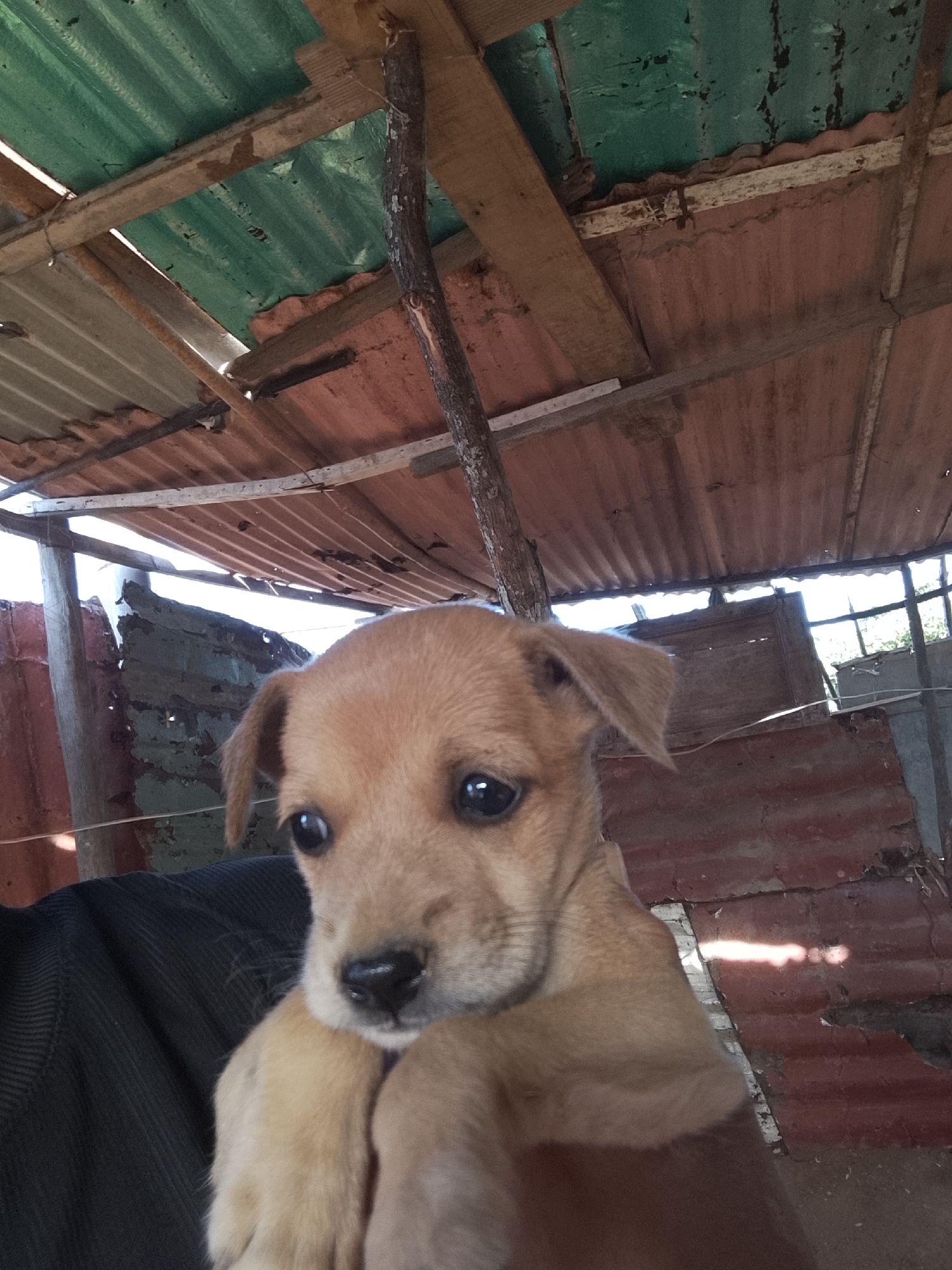Puppy held by person photographed in Altagracia, Venezuela