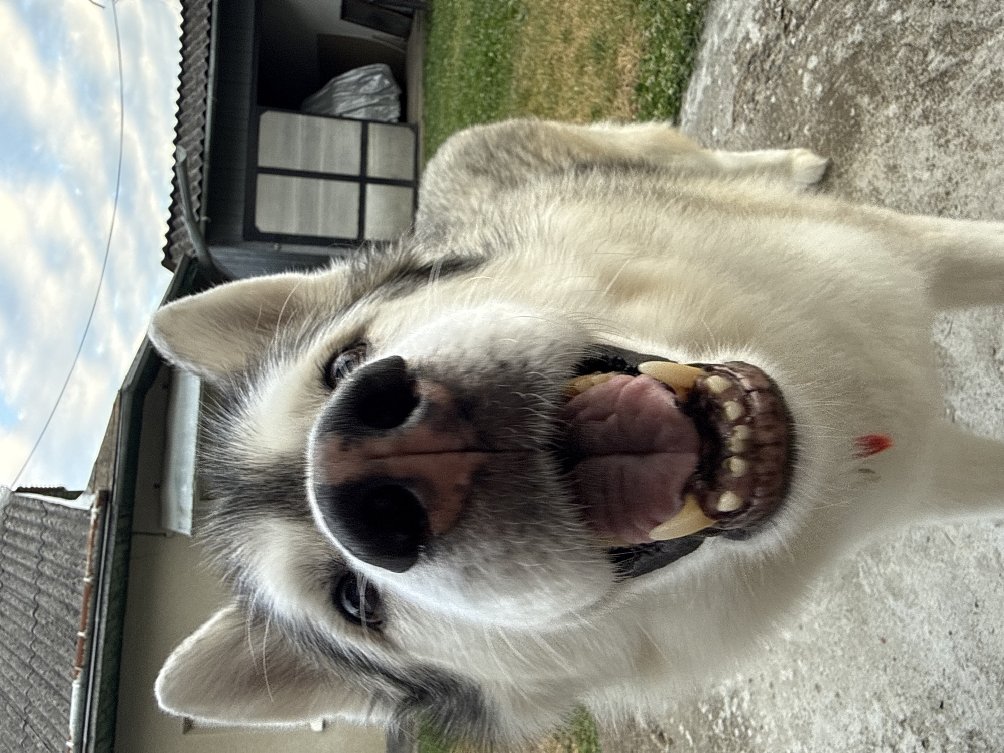 Husky hangout and backyard wine toasts on a chill afternoon