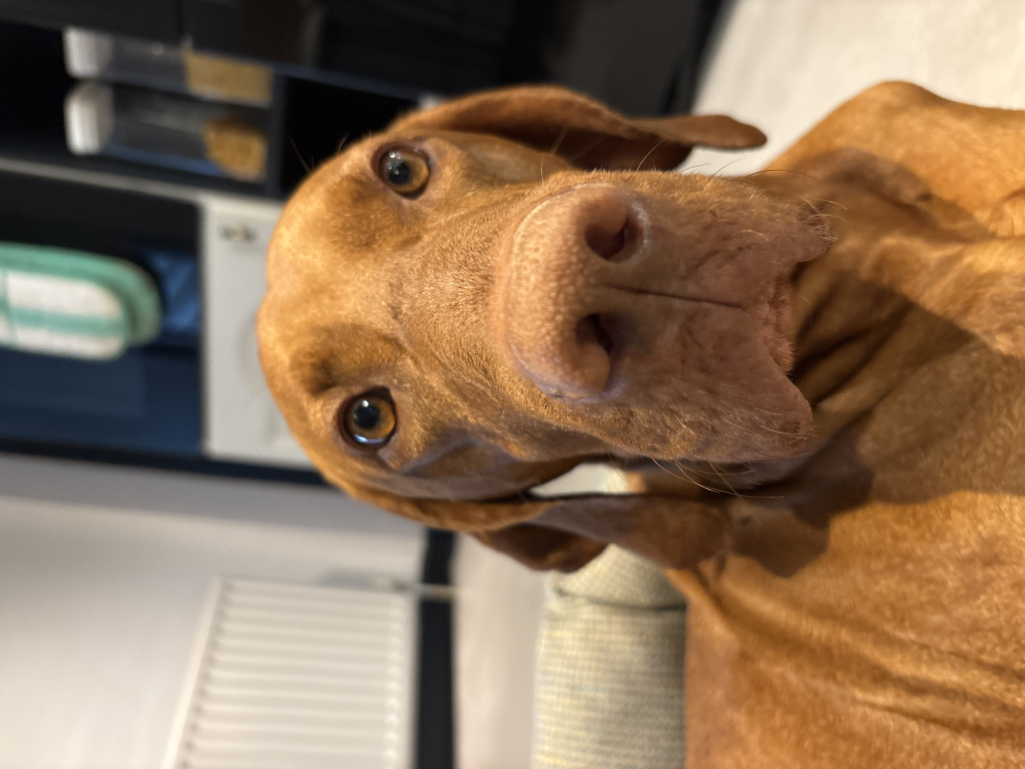 Vizsla dog photographed in close-up portraits in Welwyn Hatfield