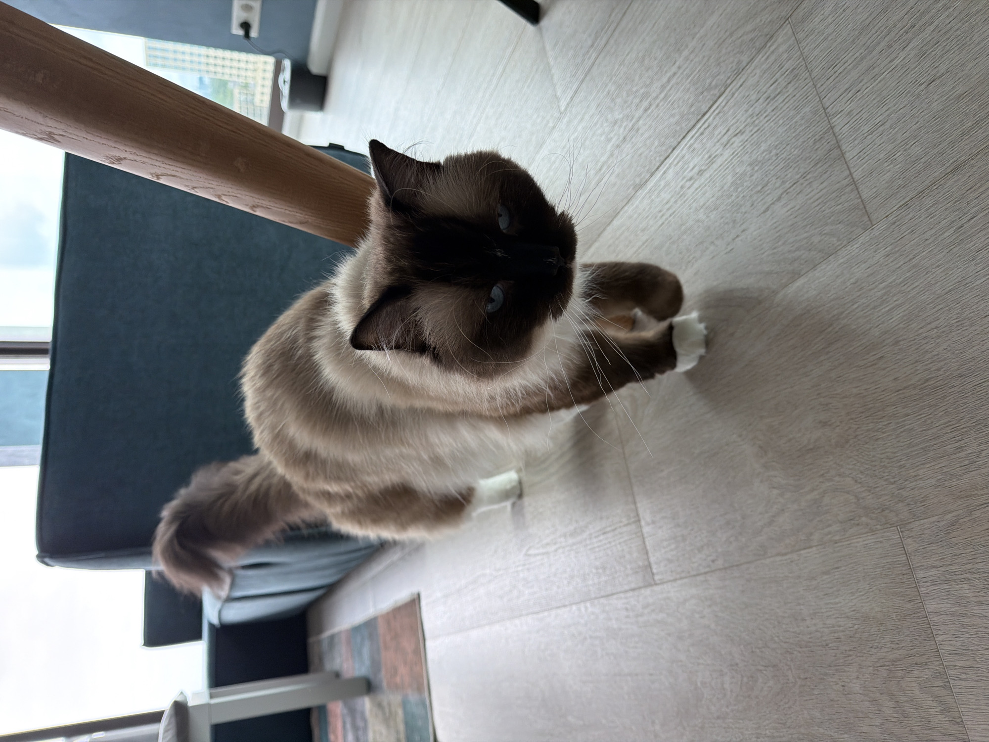Blue-eyed cat roams a Rijswijk apartment on a quiet morning