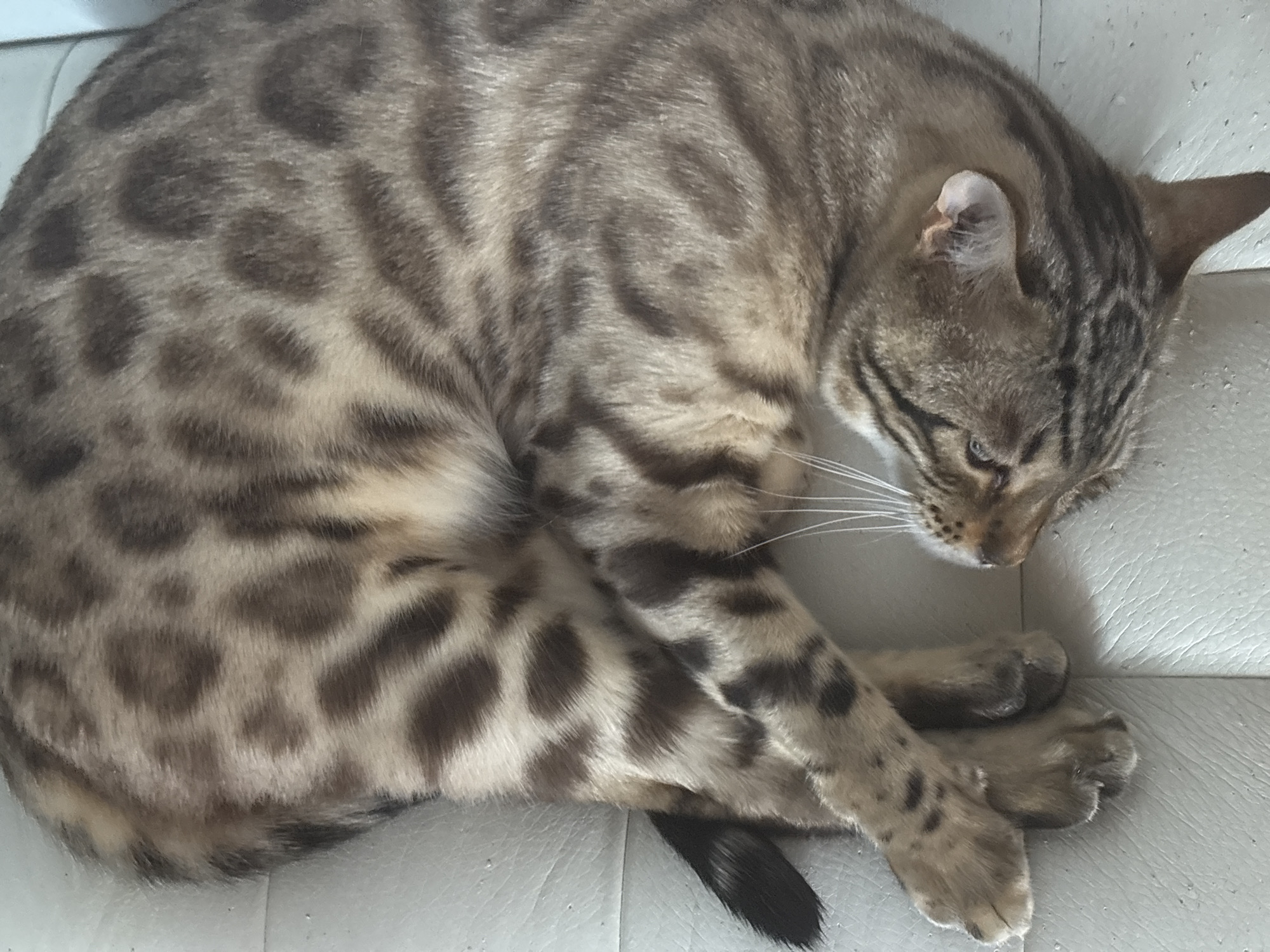 Bengal cats at home on a rainy morning in Noviy, Russia