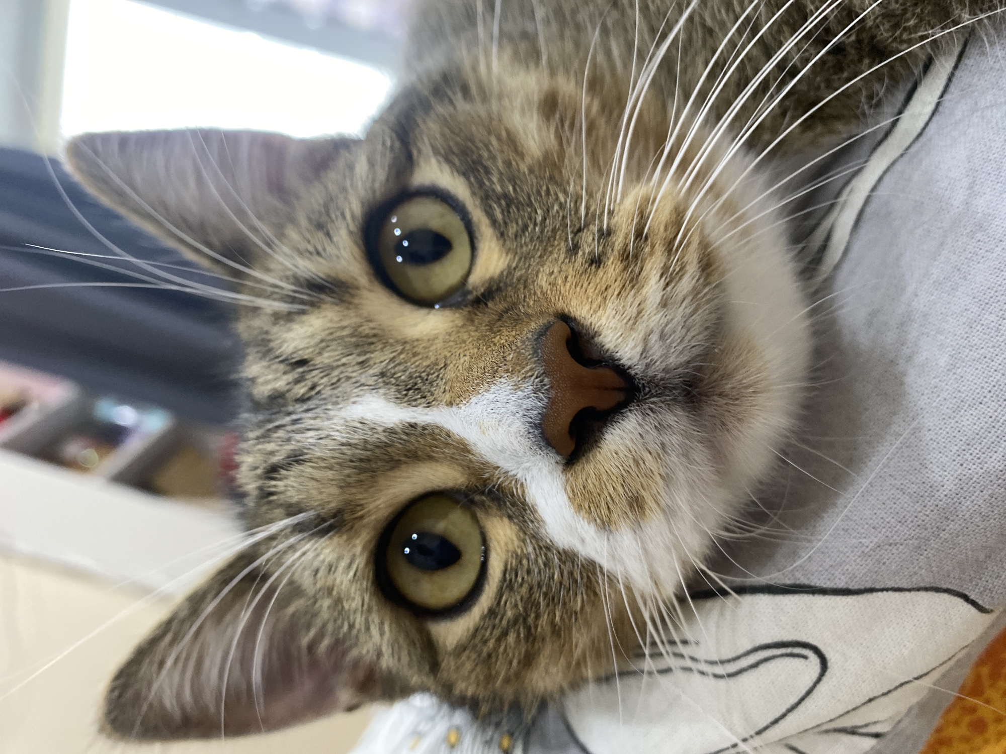 Close-up portraits of a tabby cat, four minutes apart