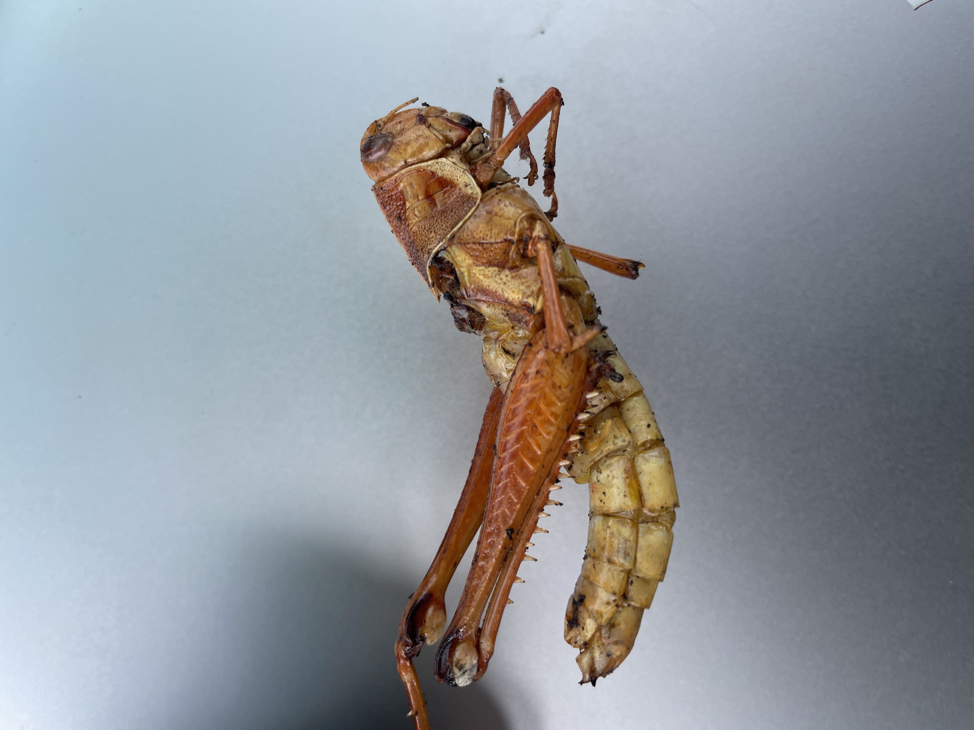 Morning observations capture wildlife, landscape, construction in Nigerian plateau region