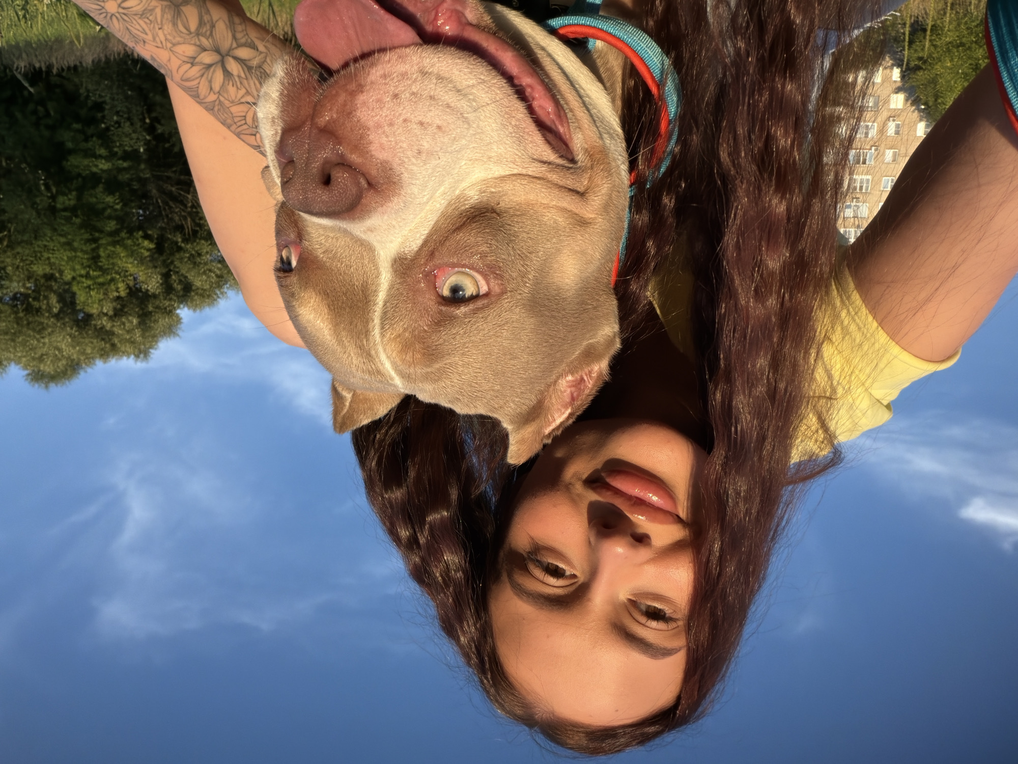 Park walk and grocery run with a blue-eyed bully dog