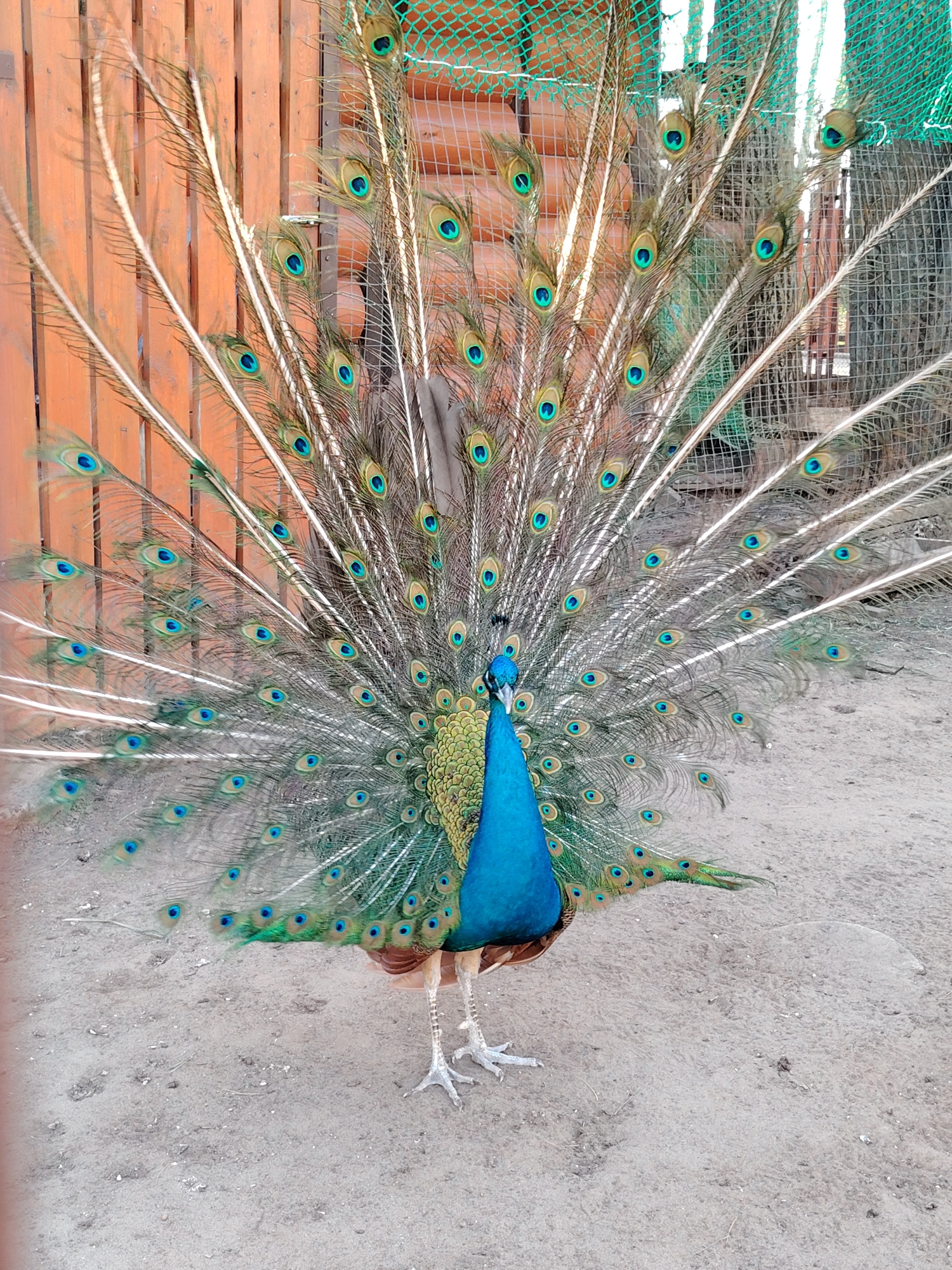 Woman enjoys ice cream, photographs displaying peacock at Russian park