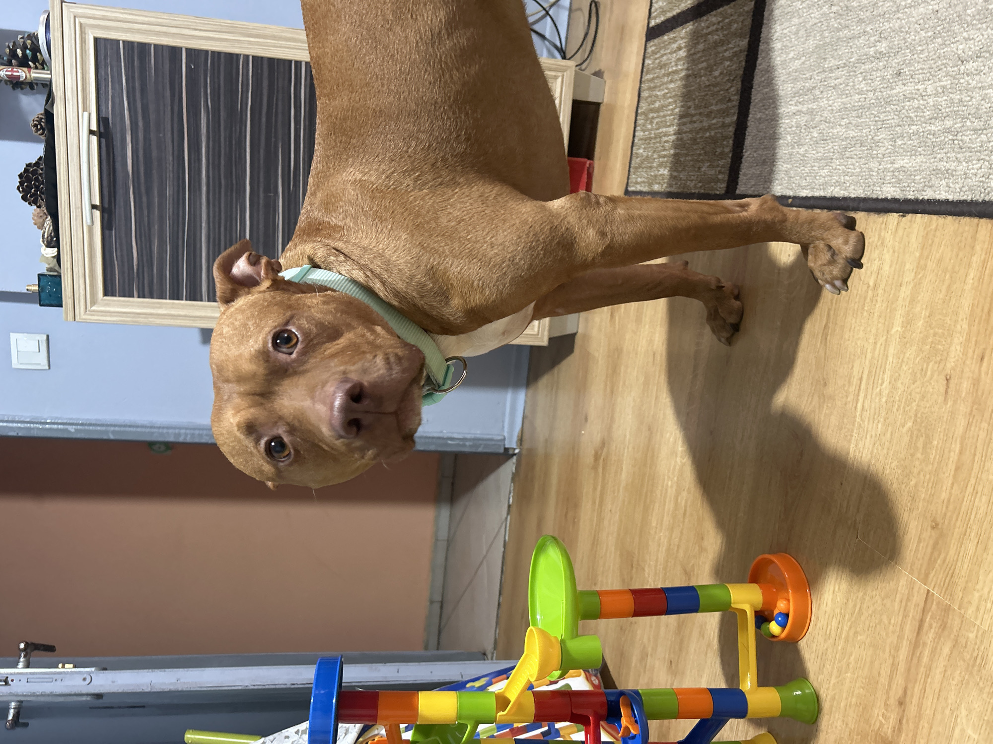 Witness captures dog, neighborhood scenes, retail moments over afternoon