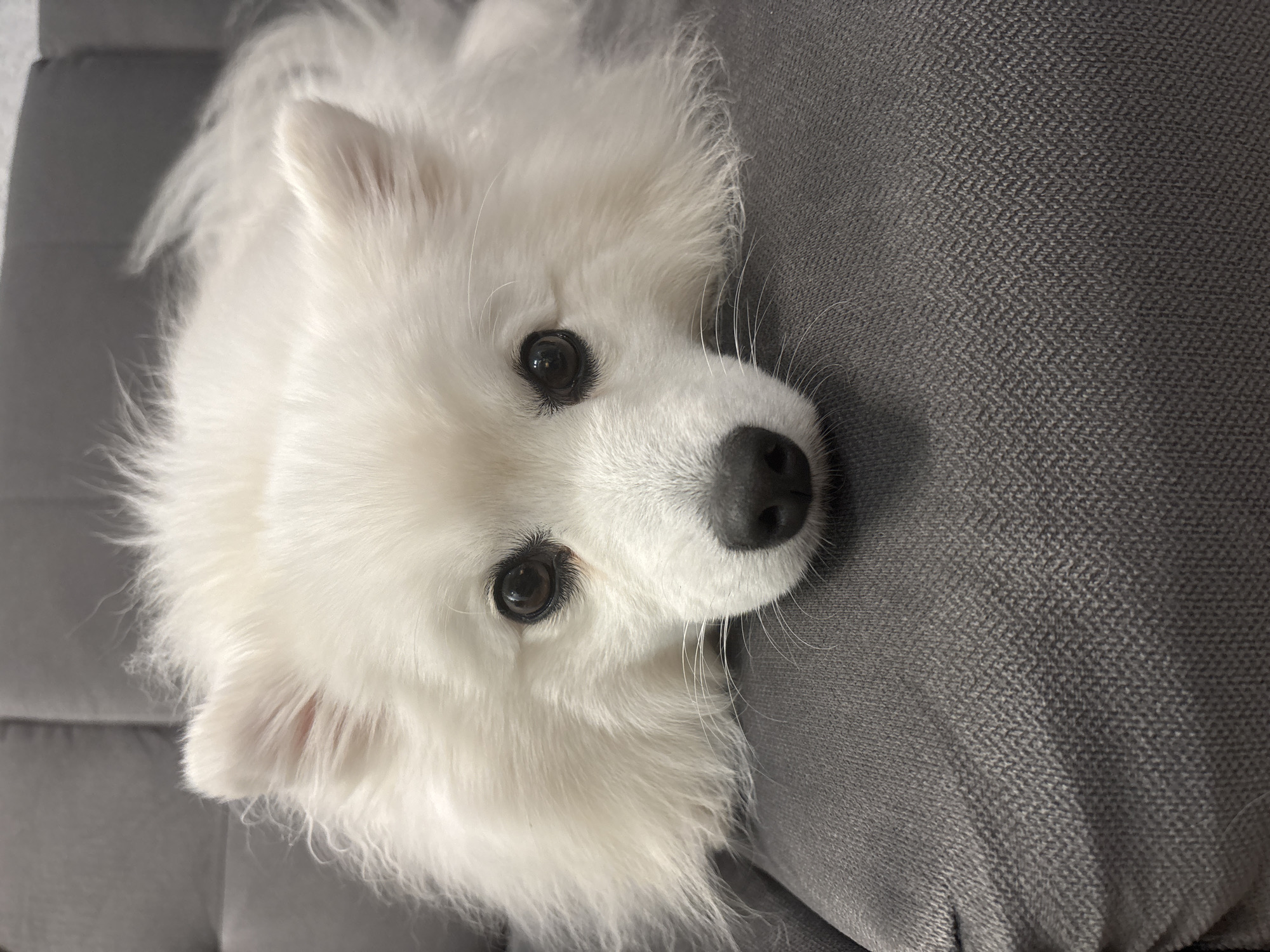 White dog relaxing at home in Kazan, with indoor plants nearby