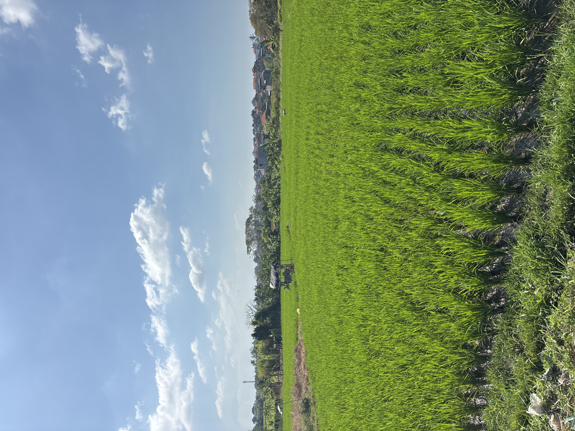 Rice paddies documented in early morning Denpasar countryside