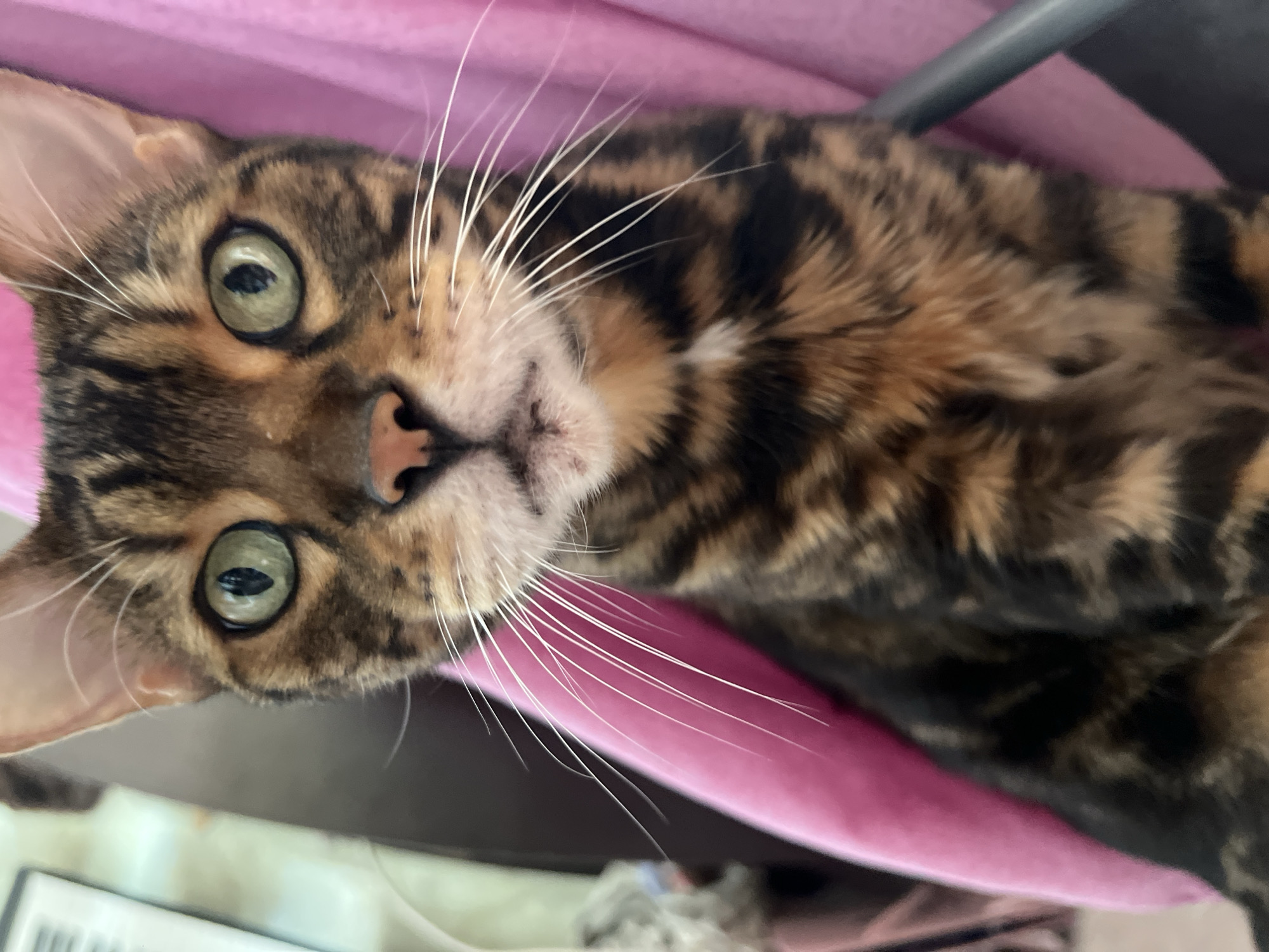Two cats, two breeds, one afternoon in Surgut