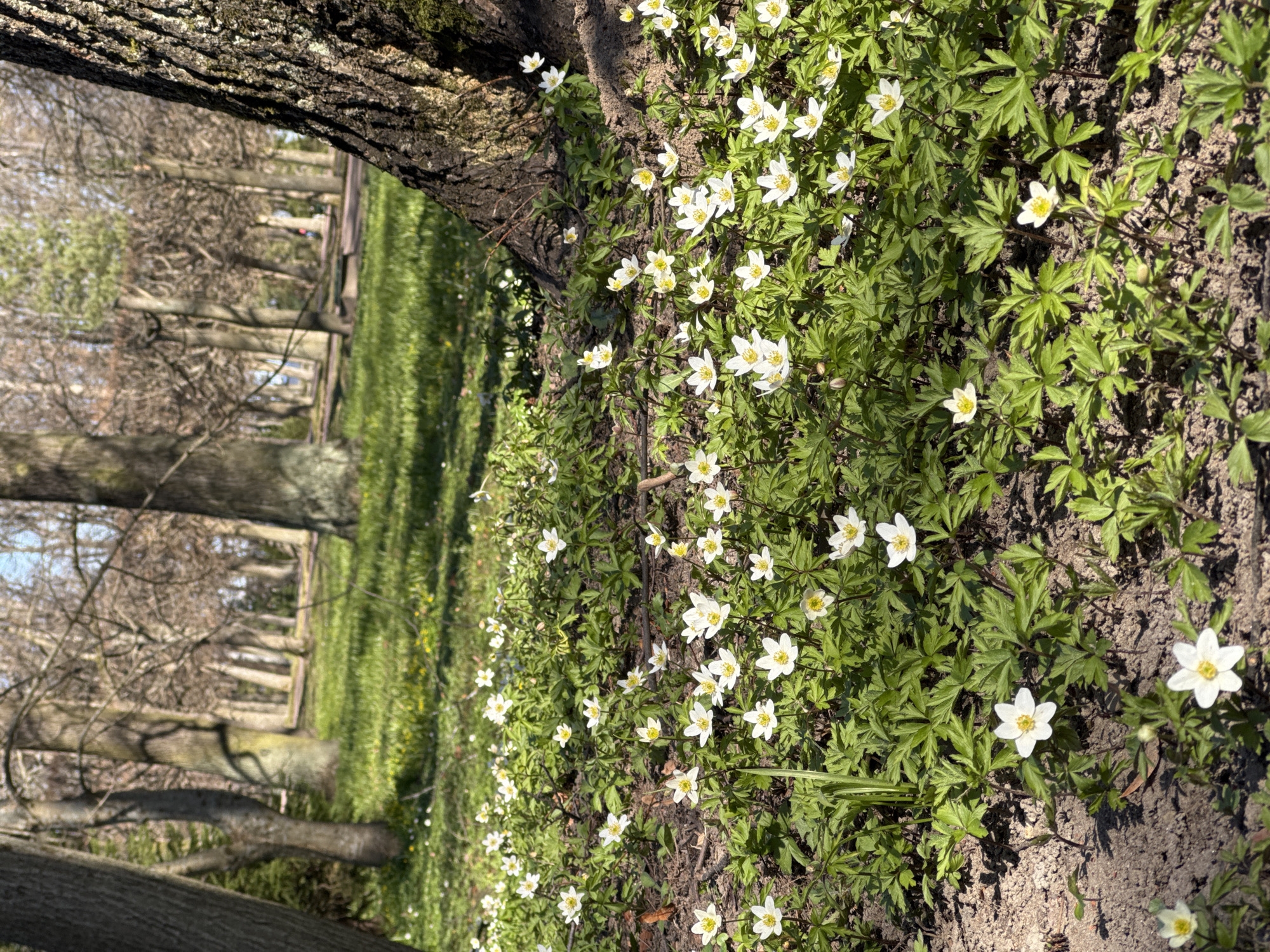 Spring flowers bloom along pathways in Peterhof historical park
