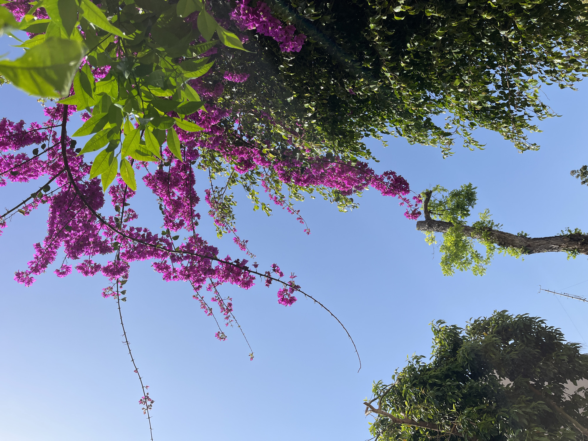 Turkish resident documents morning routine with gray cat, garden blooms