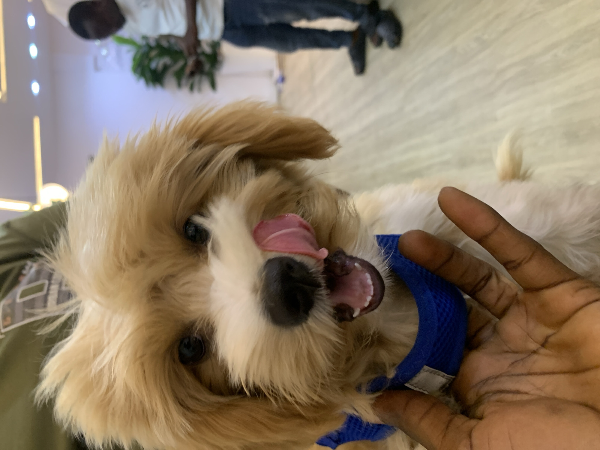 Small fluffy dog photographed indoors in Animashawun, Nigeria