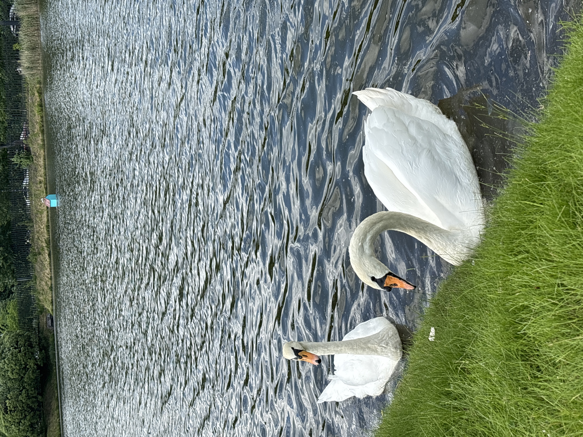 Swan watching at Saint Petersburg park pond