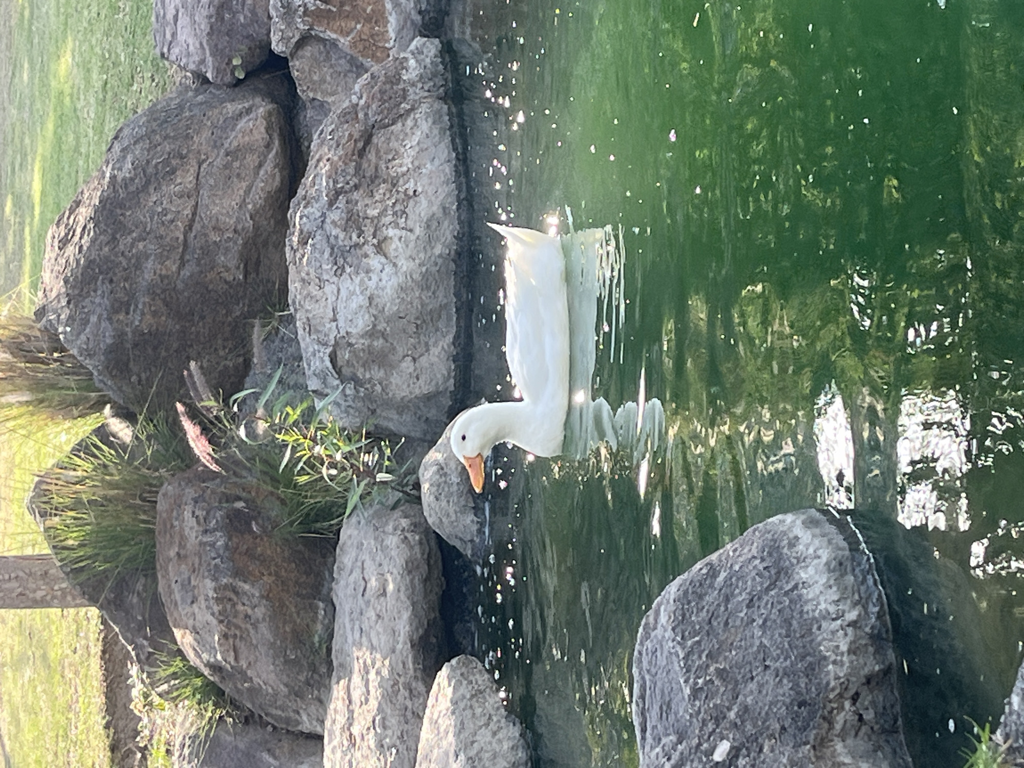 Urban park scene with duck, refreshments captured by witness